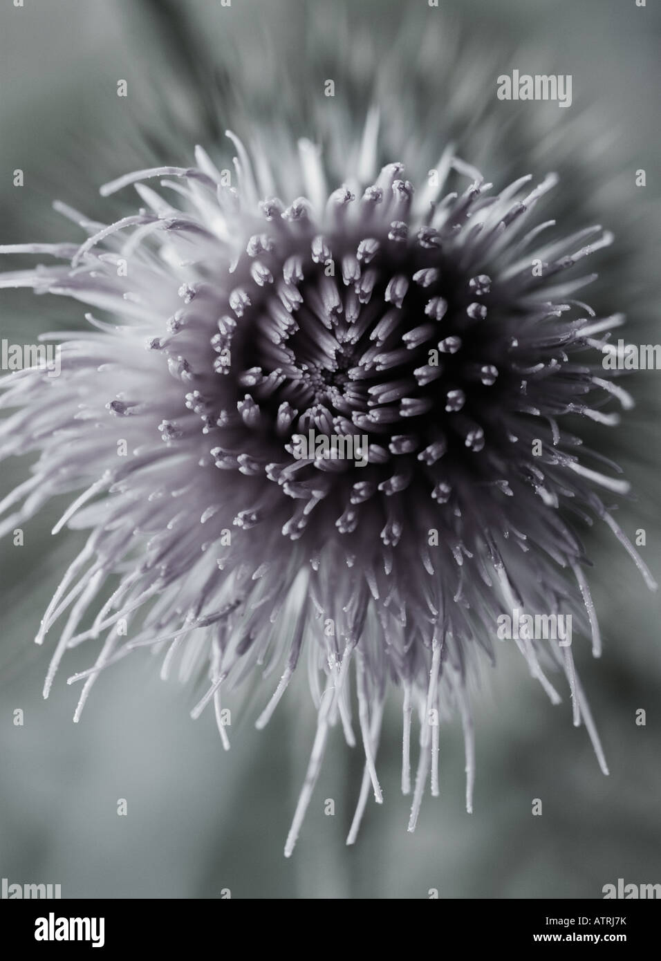 Wild Thistle Flower Stock Photo - Alamy