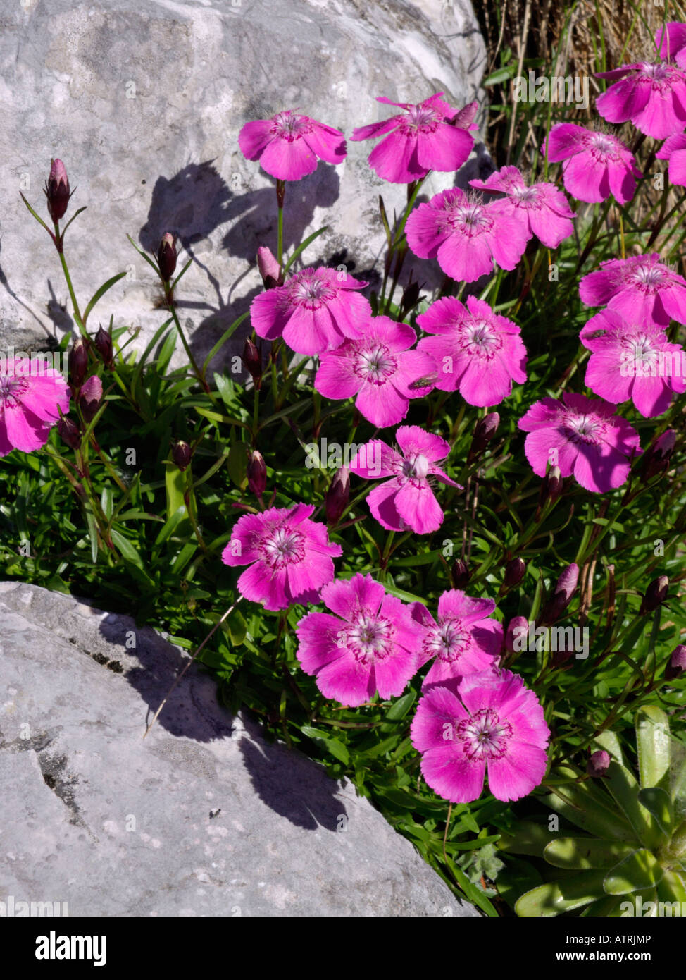 Alpine pink (Dianthus alpinus) Stock Photo
