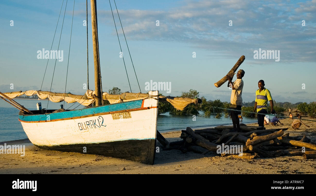 Young men unloading firewood from a dhow pulled onto the beach near Ilha de Mozambique Mozambique Island Stock Photo