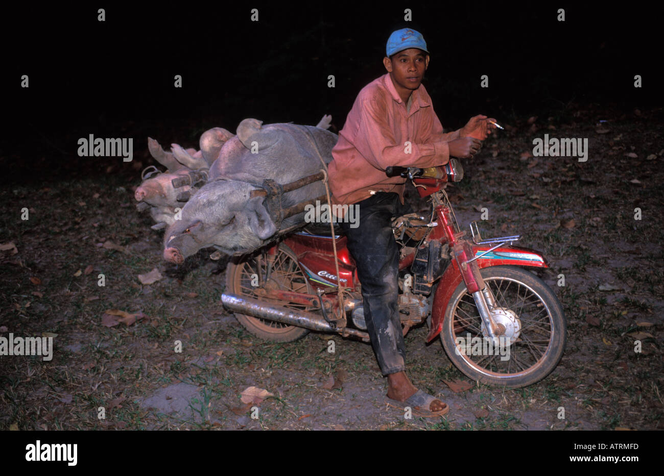 Transport of pigs on a motorbike Stock Photo