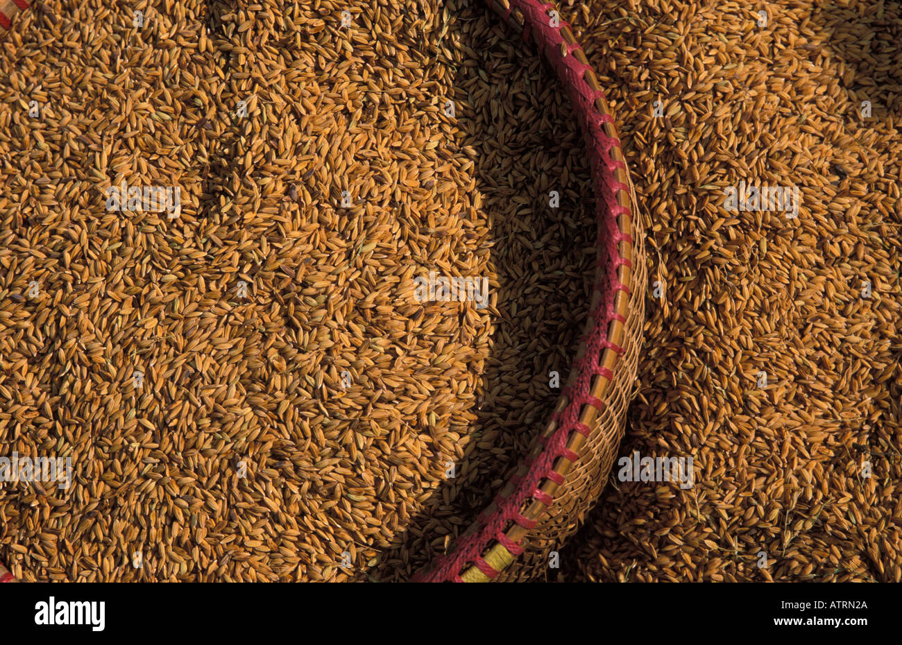 Rice grains Stock Photo