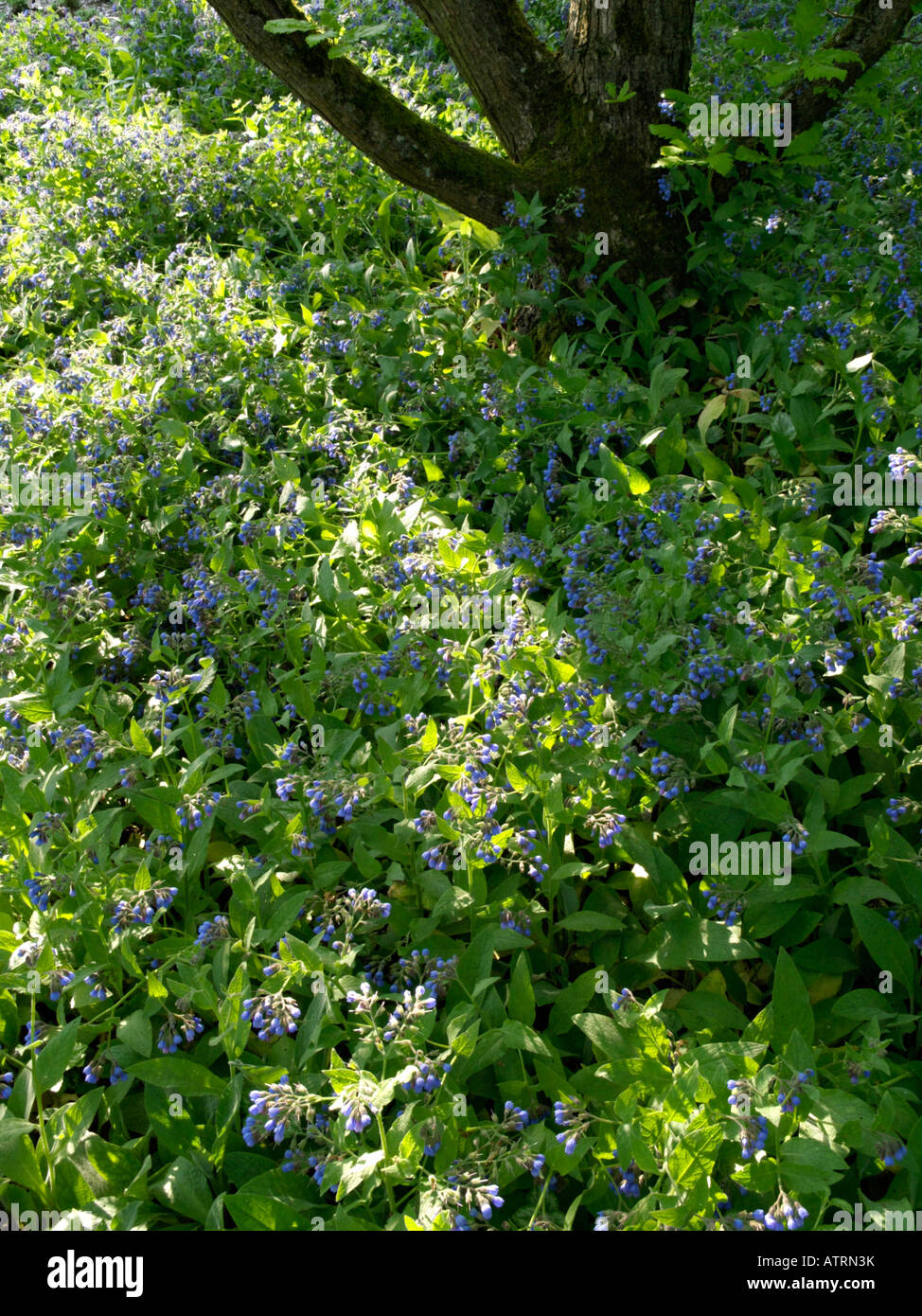 Caucasian comfrey (Symphytum caucasicum) Stock Photo