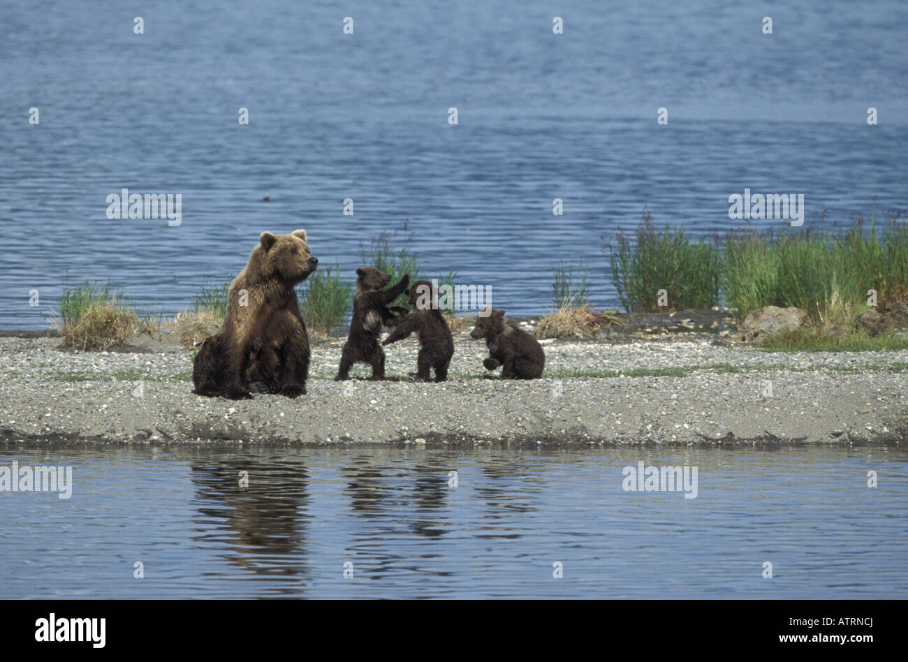 Brown Bear Female with three spring cubs, Ursus arctos Stock Photo - Alamy