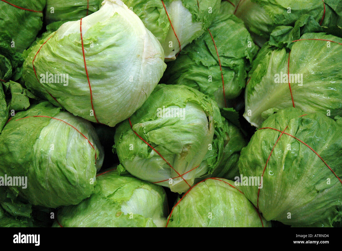 Iceberg Lettuce Head Stock Photo Alamy