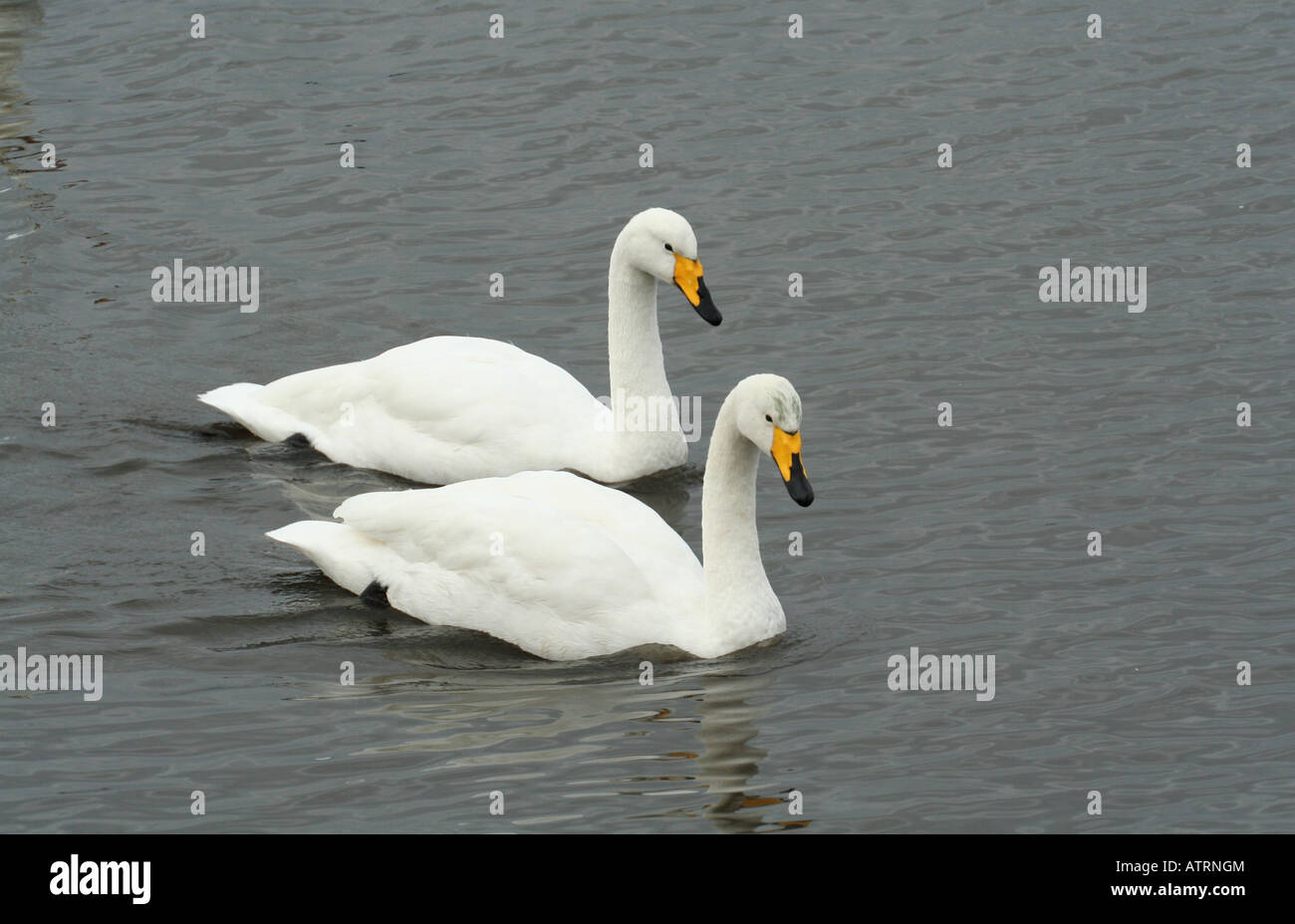 Pair of Whooper Swans, British Isles, winter Stock Photo
