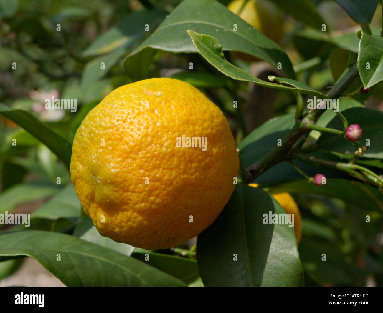 Rangpur lime (Citrus x limonia) Stock Photo