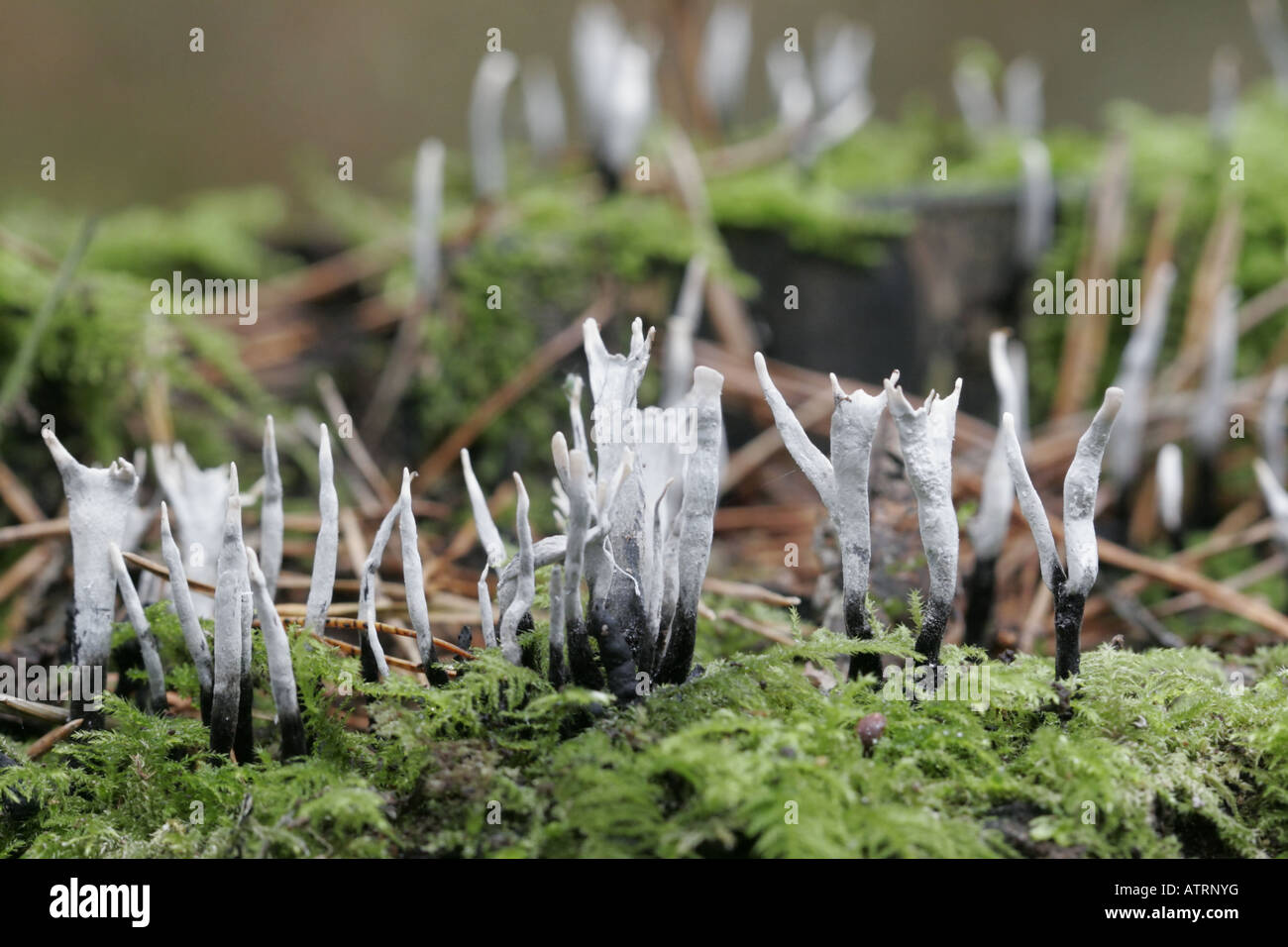 Stag's Horn or Candlesnuff fungus, xylaria hypoxylon Stock Photo
