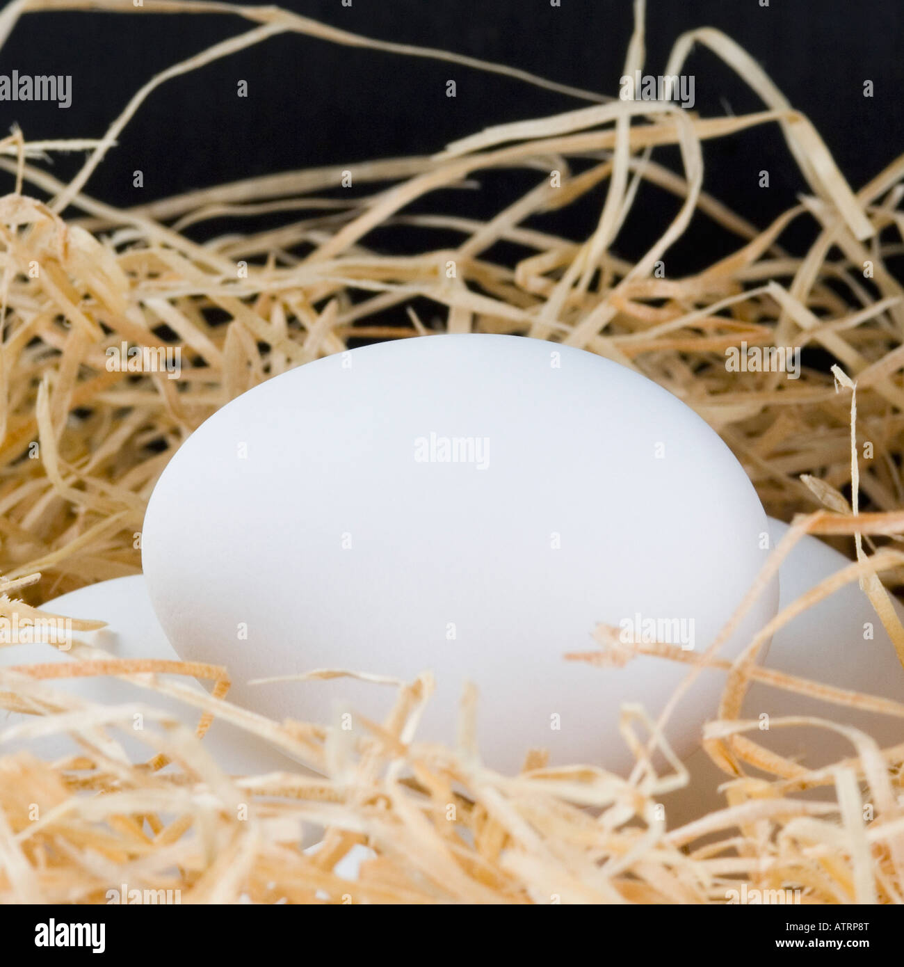 Close-up of eggs in a bird's nest Stock Photo - Alamy