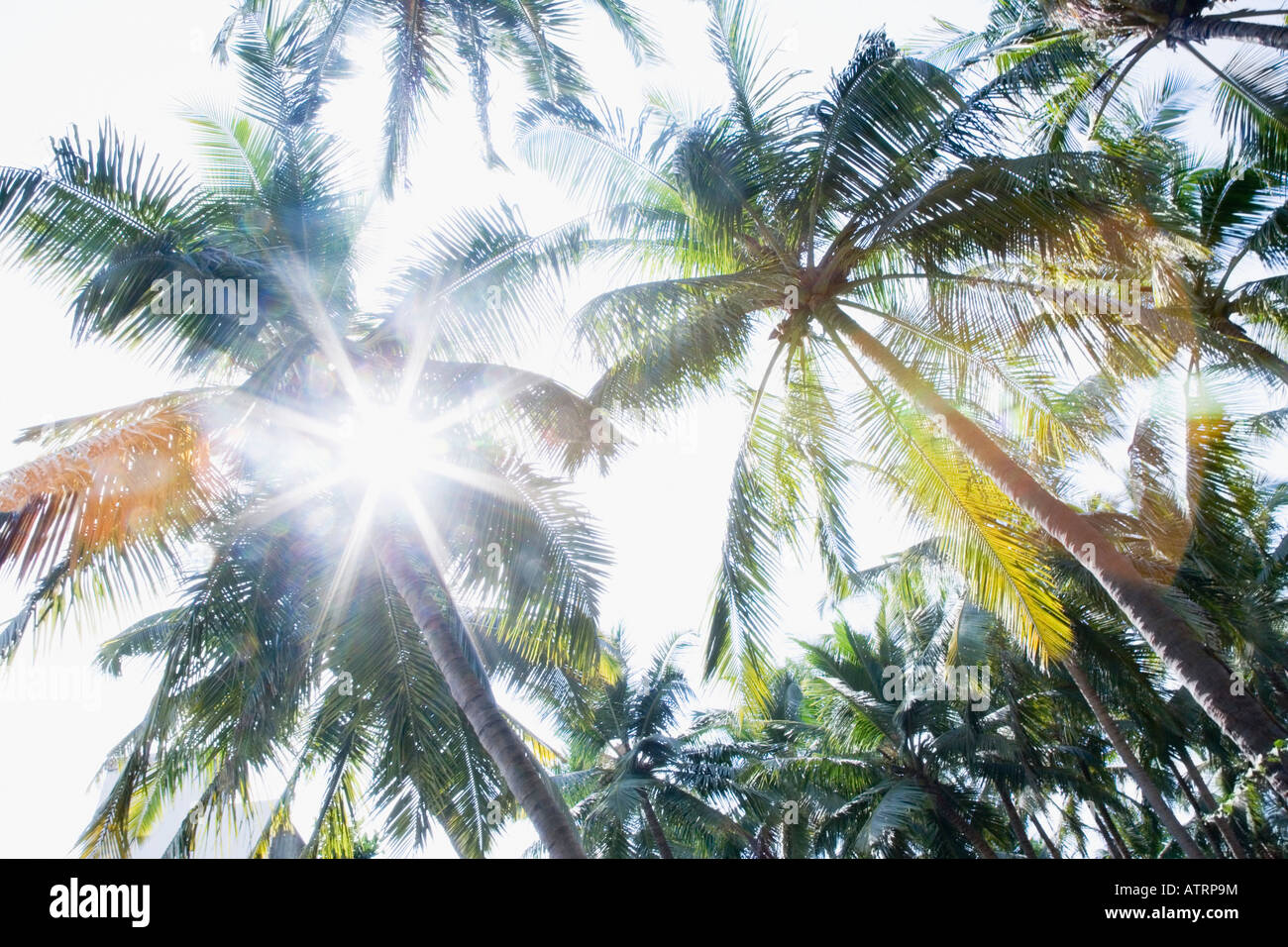 Low angle view of sunbeam radiating through palm trees Stock Photo - Alamy