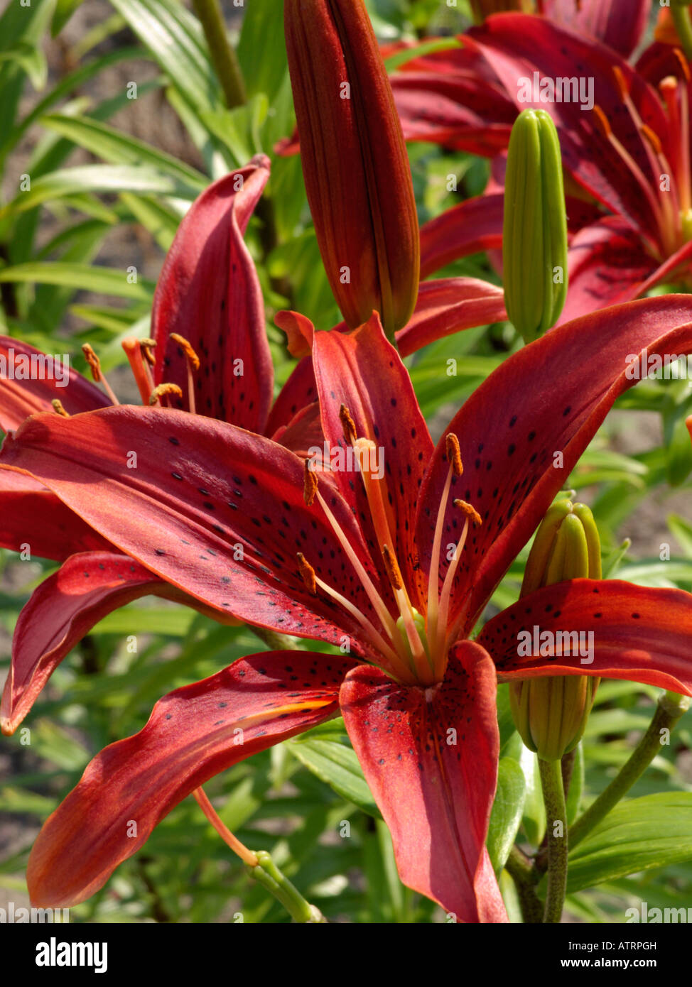 Asiatic lily (Lilium Gran Paradiso) Stock Photo