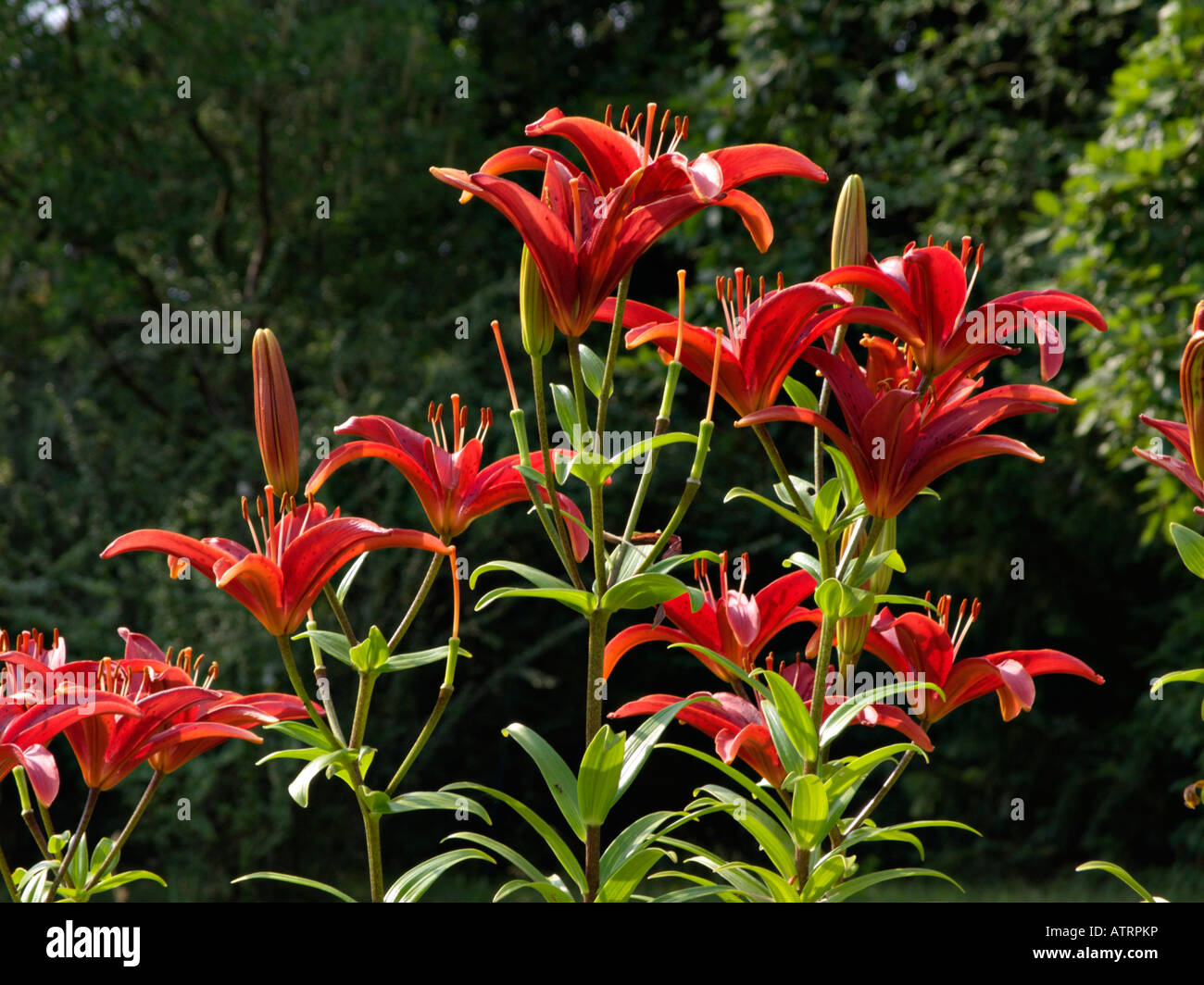 Asiatic Lily Lilium Gran Paradiso Stock Photo Alamy