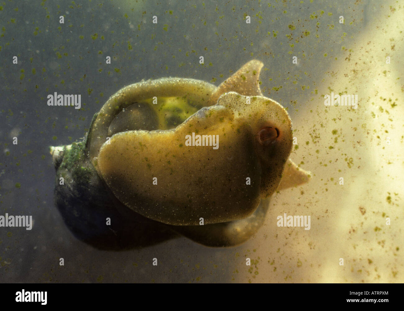Water snail eating the algae off the glass, showing teeth Stock Photo