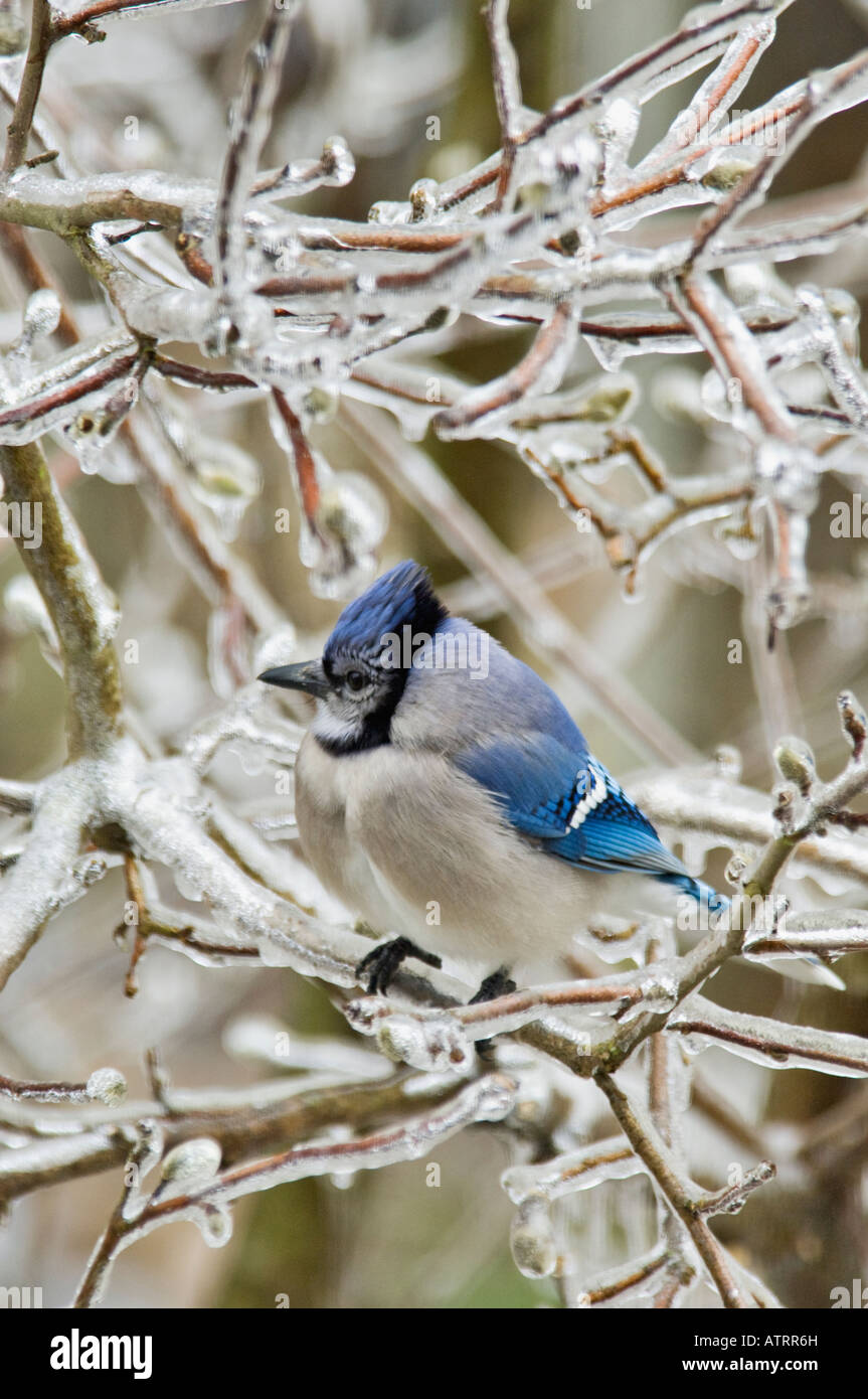 Blue Jay Perched in Ice Encrusted Star Magnolia Floyd County Indiana Stock Photo