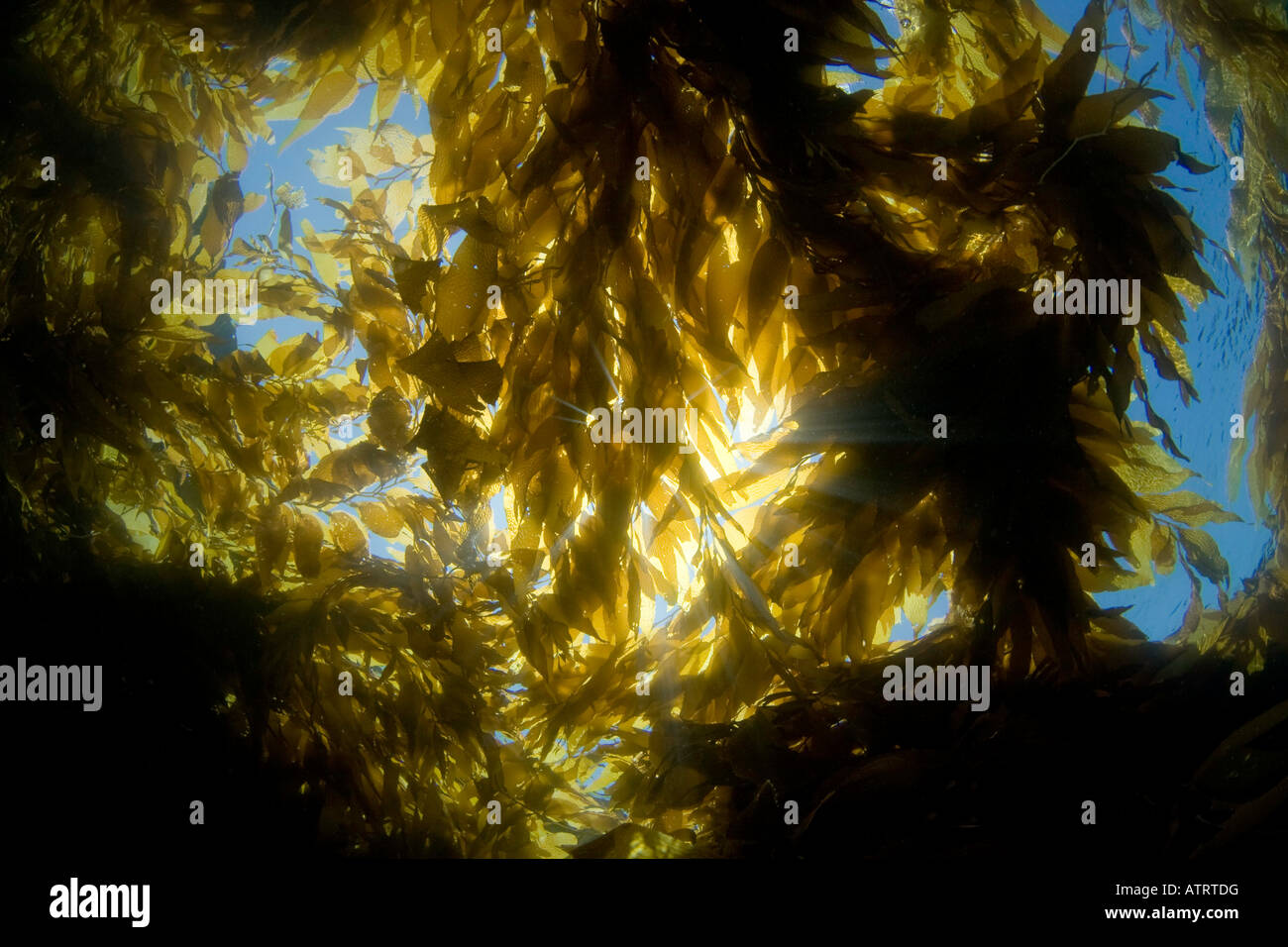 Sunlight streaming through a forest of giant kelp, Macrocystis pyrifera, off Catalina Island, California, USA. Stock Photo