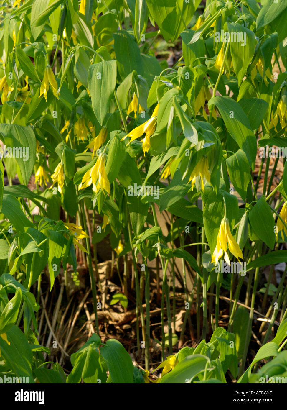 Large-flowered bellwort (Uvularia grandiflora) Stock Photo