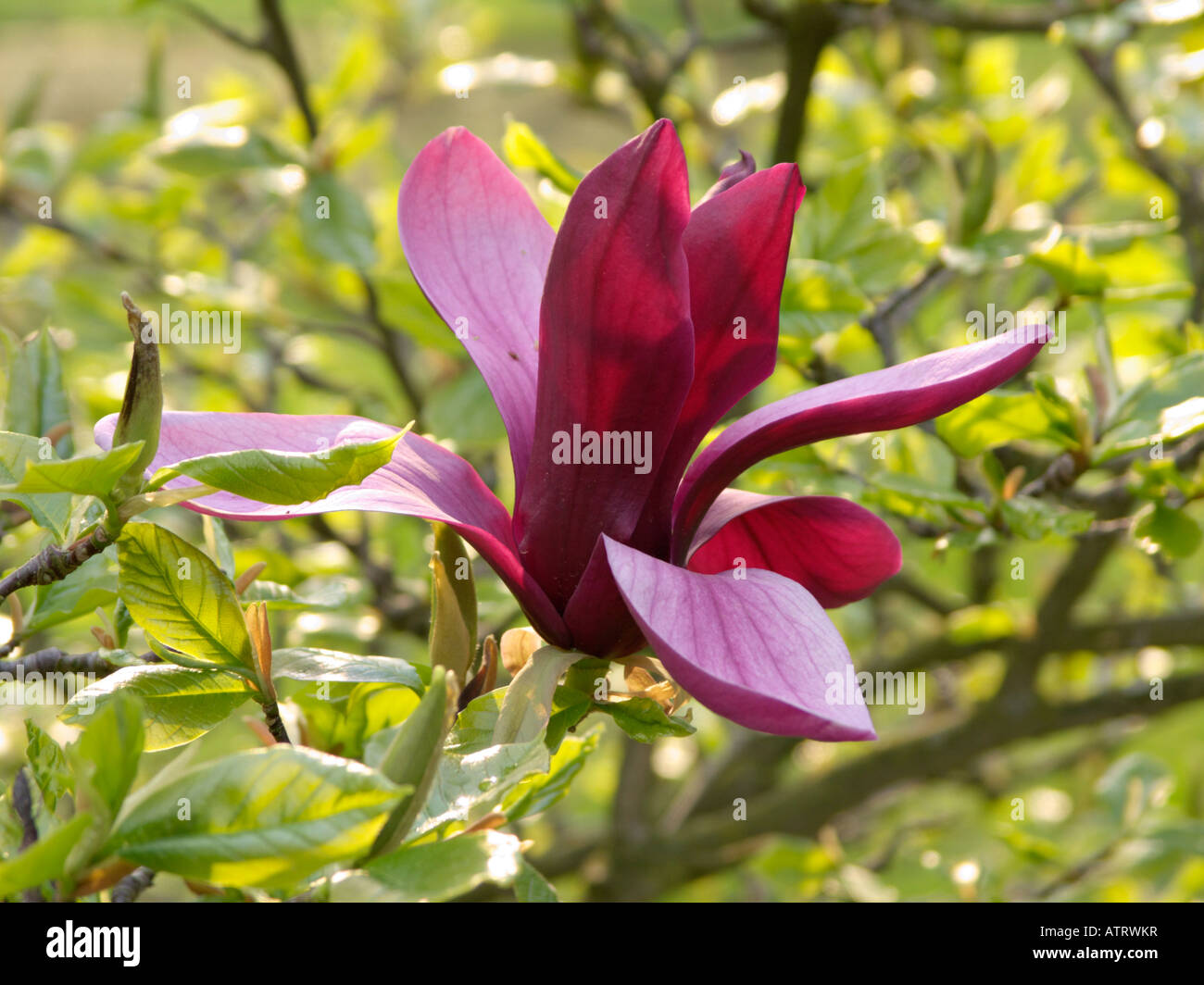 Lily magnolia (Magnolia liliiflora 'Nigra' Stock Photo Alamy