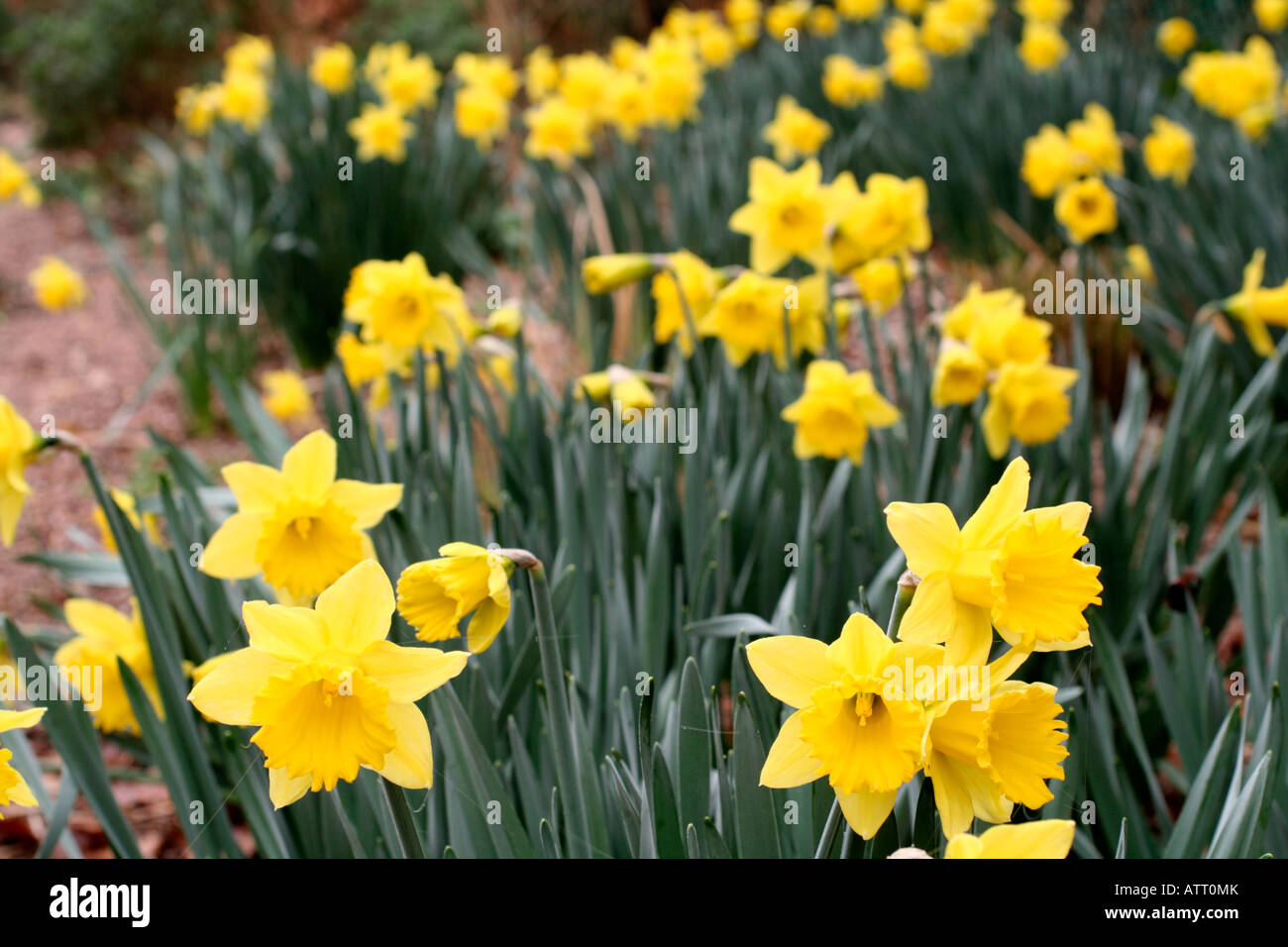 NARCISSUS CARLTON A TRADITIONAL DAFFODIL WITH AN ATTRACTIVE GLAUCOUS LEAF Stock Photo