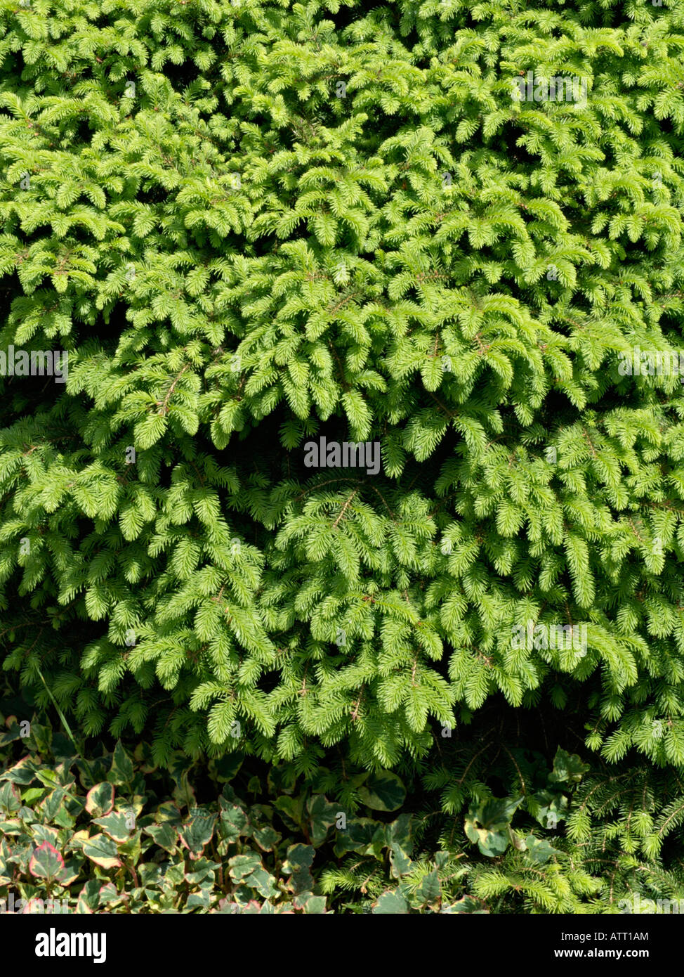 Nest spruce (Picea abies 'Nidiformis') Stock Photo