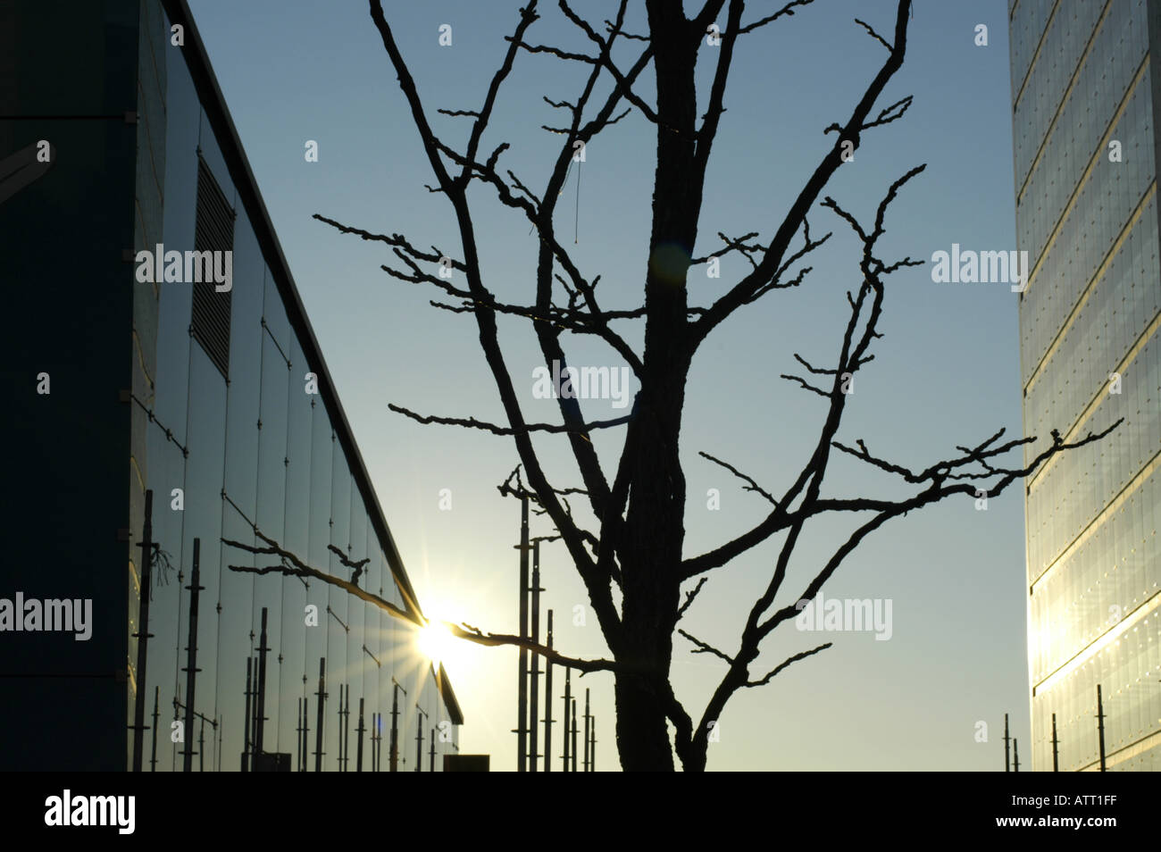 Vienna, Danube City, modern architecture, tree in the winter Stock Photo
