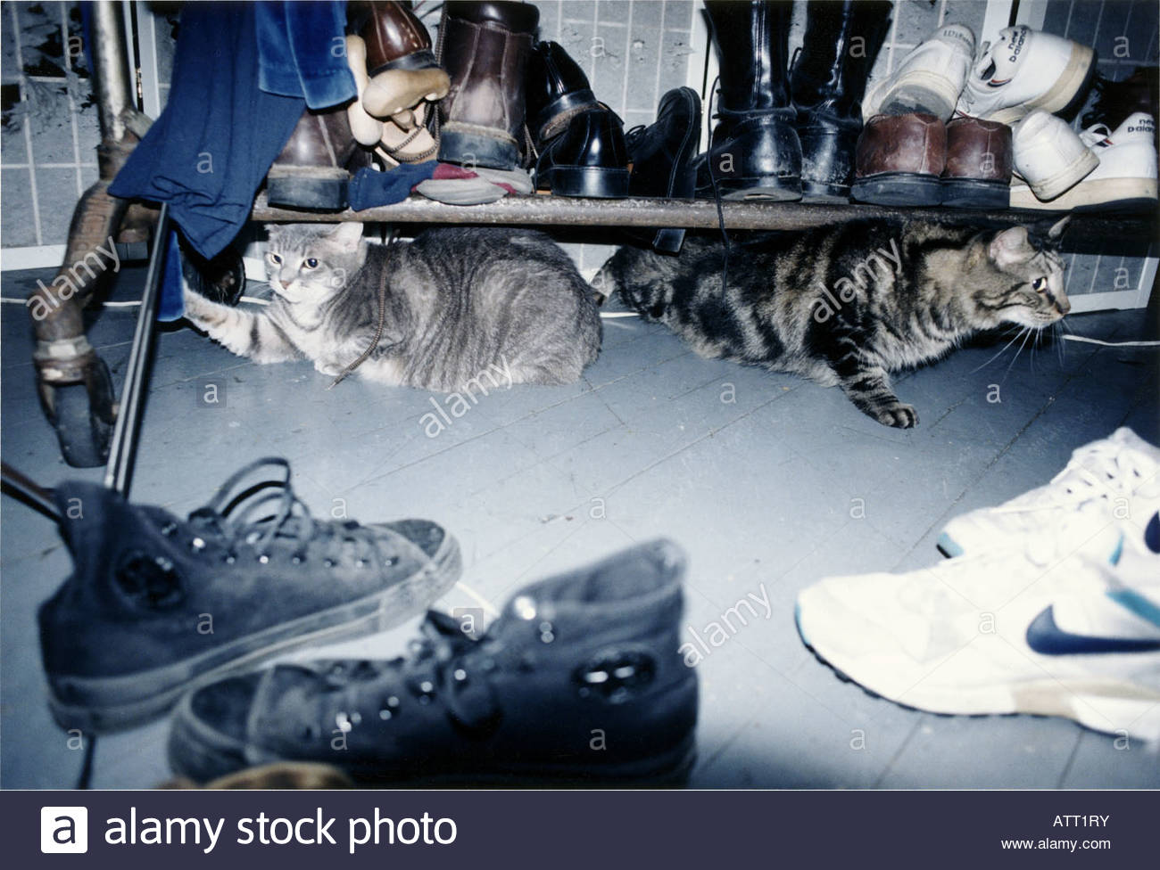 Cats Sitting Under Shoe Rack Stock Photo Alamy