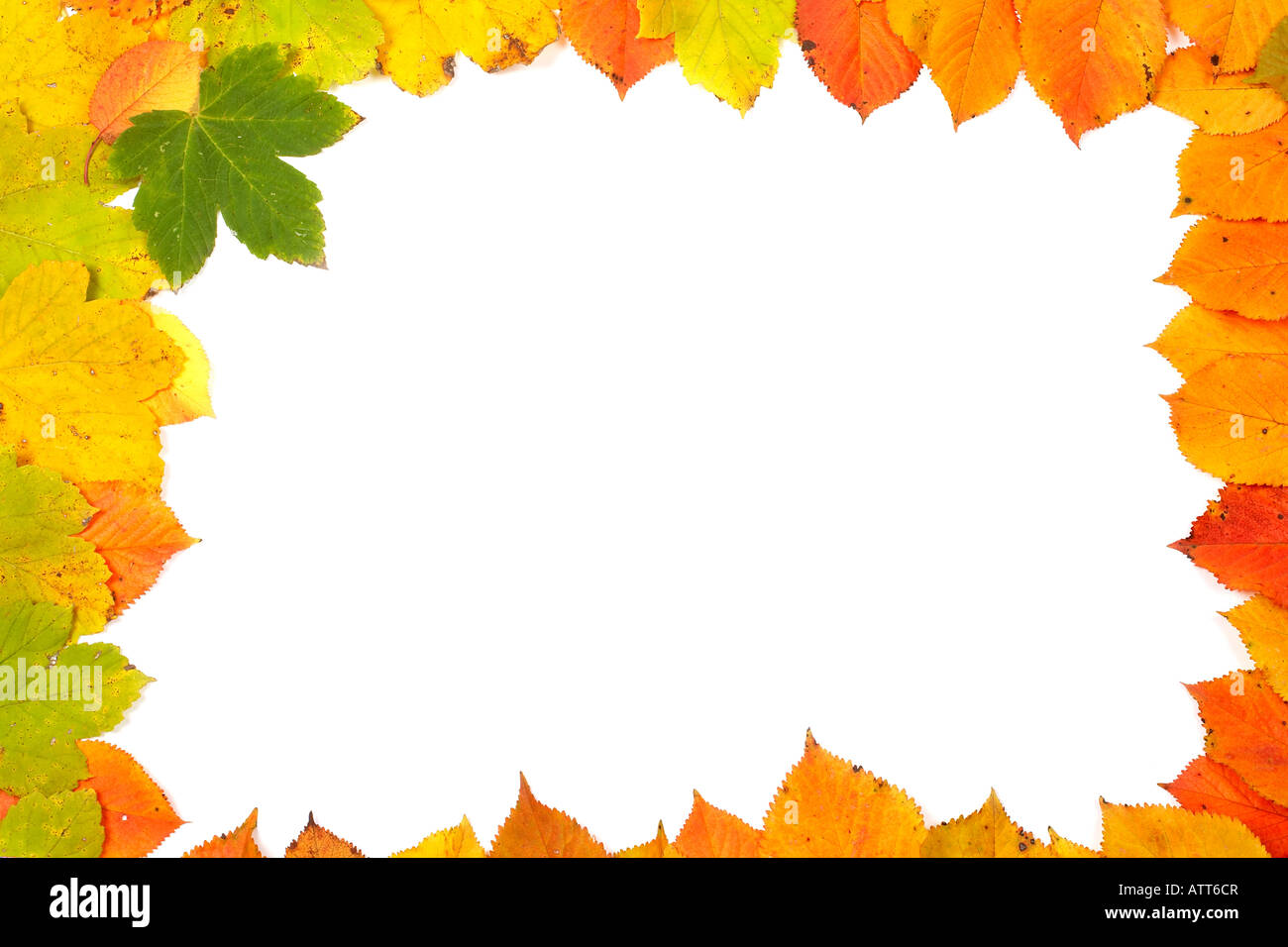 Colorful autumn frame made of leaves on white background Stock Photo ...