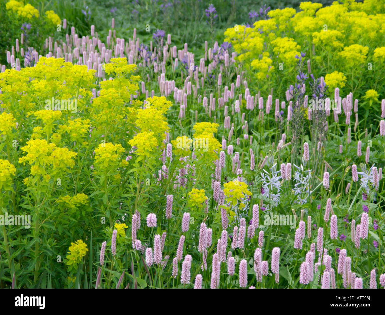 Spurge (Euphorbia) and fleece flower (Bistorta affinis syn. Polygonum affine) Stock Photo