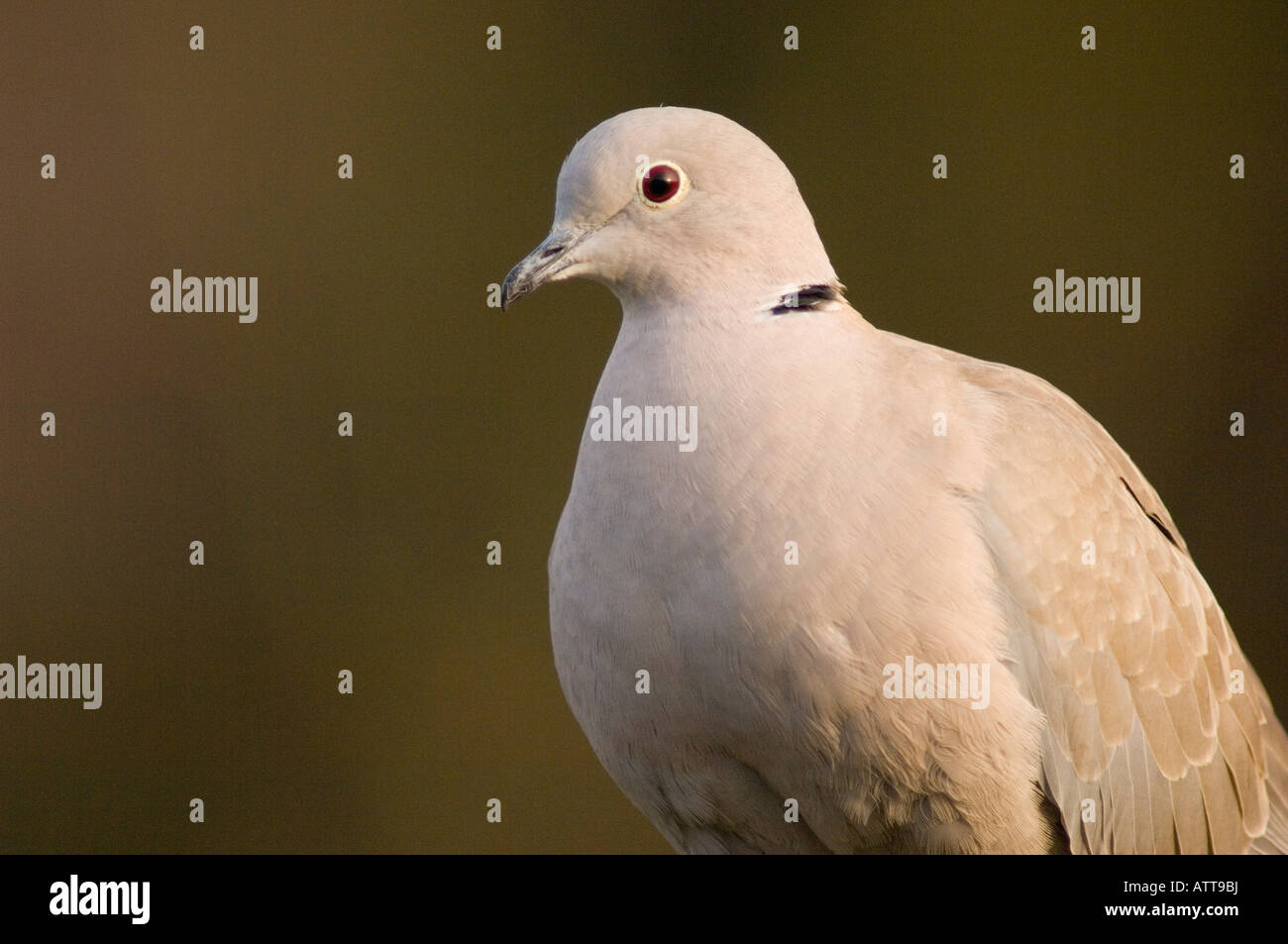 Collared Dove (Streptopelia decaocto) in the uk Stock Photo Alamy