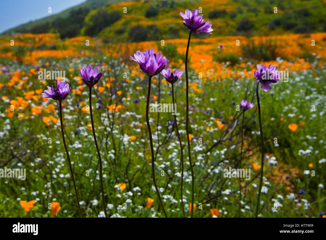 California Wild flowers Railroad Canyon Riverside County California