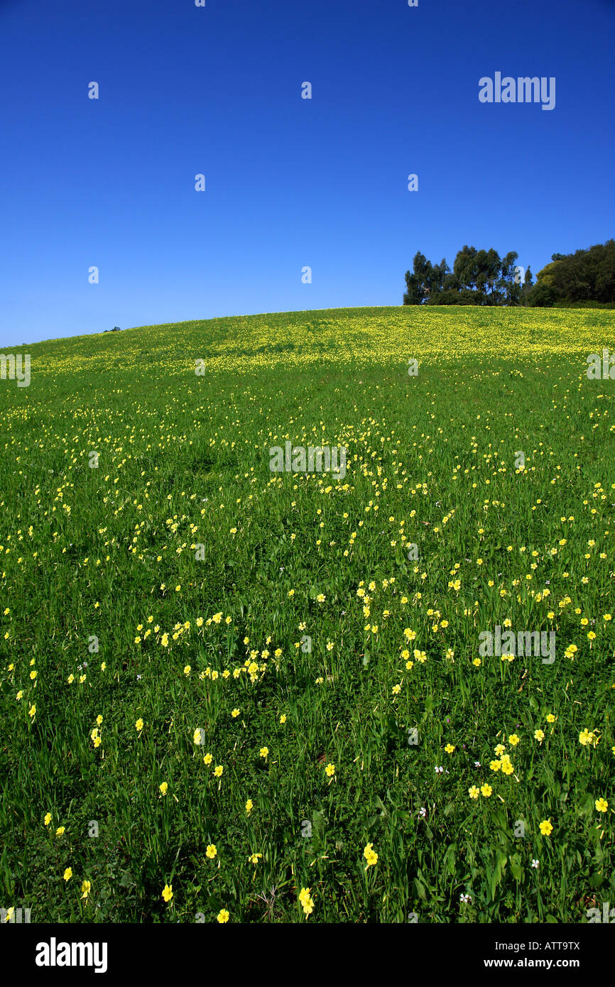 Vertical blue sky green field hi-res stock photography and images - Alamy