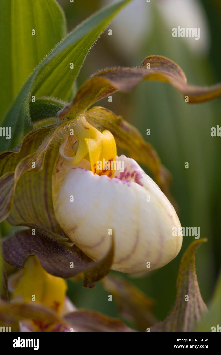 Cypripedium zandrewsii, hybrid of small white and yellow Lady's Slipper (hybrid of C. candidum and C. calceolus) Stock Photo