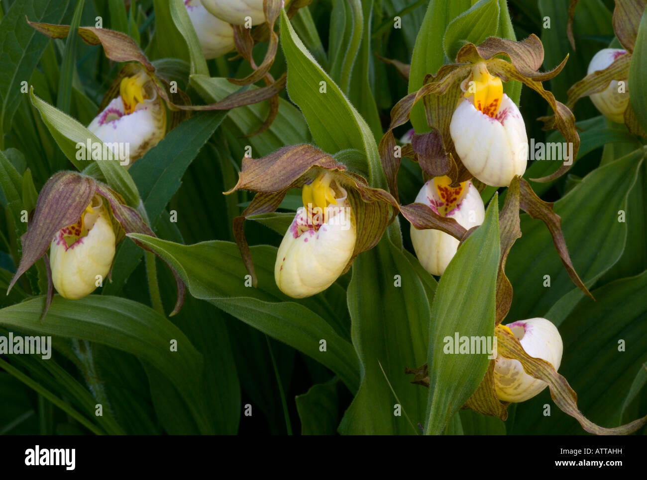 Cypripedium zandrewsii, hybrid of small white and yellow Lady's Slipper (hybrid of C. candidum and C. calceolus) Stock Photo