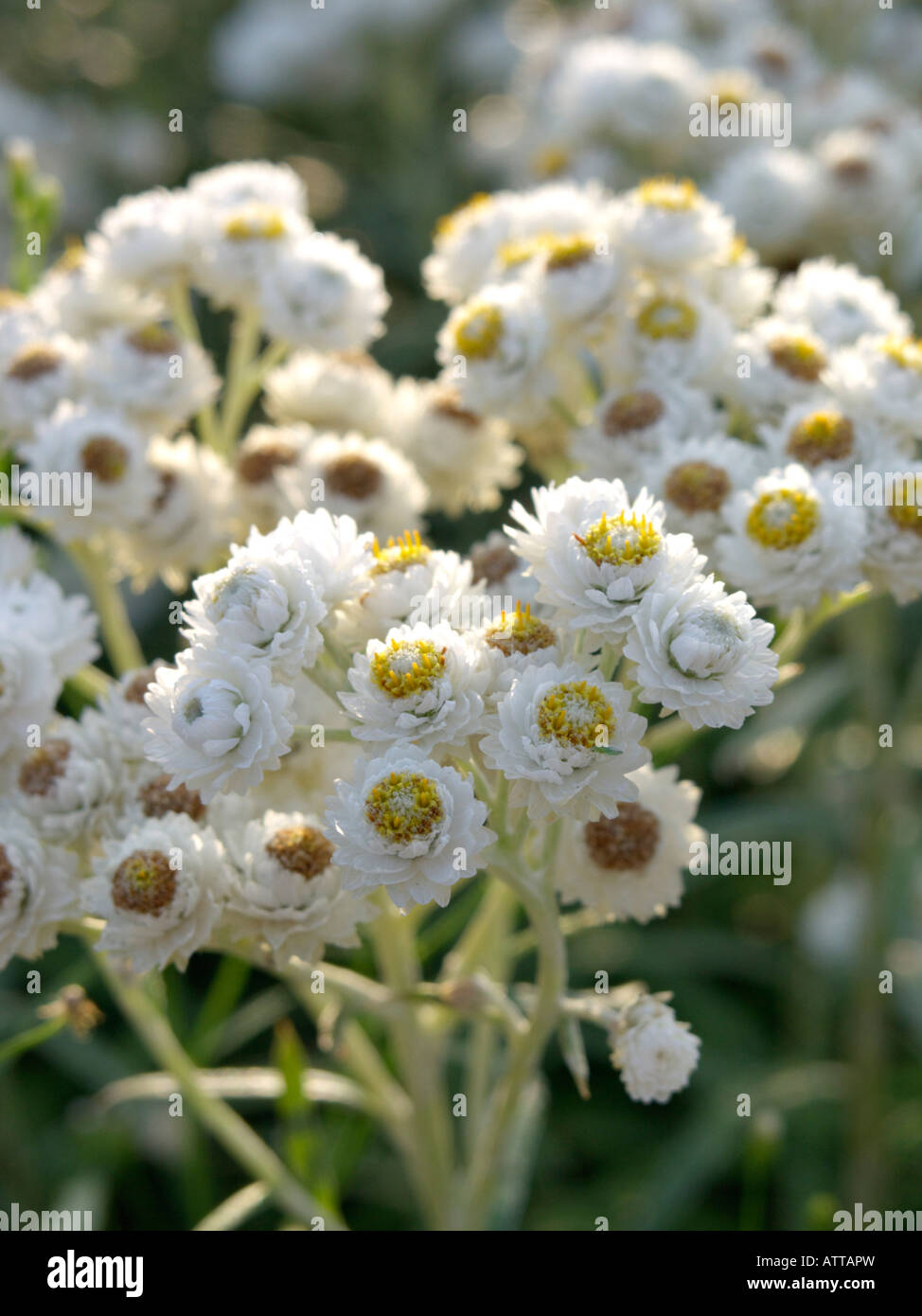 Western pearly everlasting (Anaphalis margaritaceae) Stock Photo