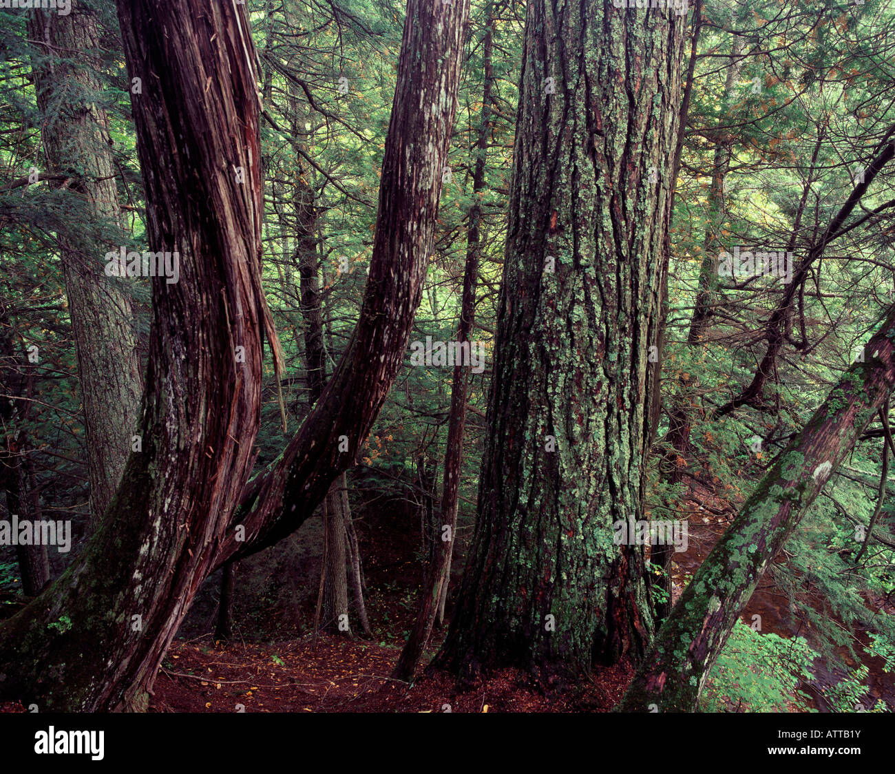 old growth forest, eastern hemlock and eastern white cedar trees
