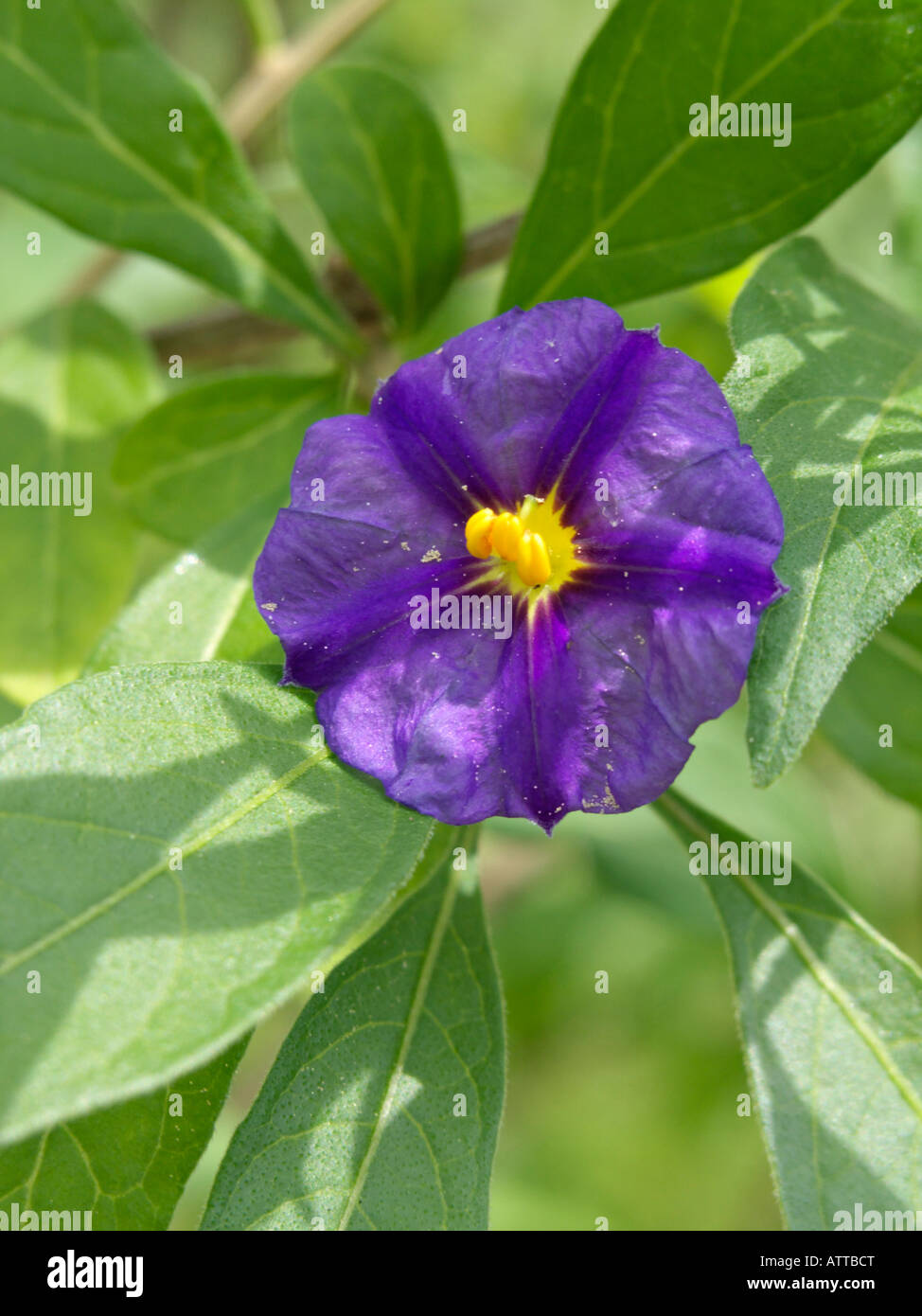 Blue potato bush (Lycianthes rantonnetii syn. Solanum rantonnetii) Stock Photo
