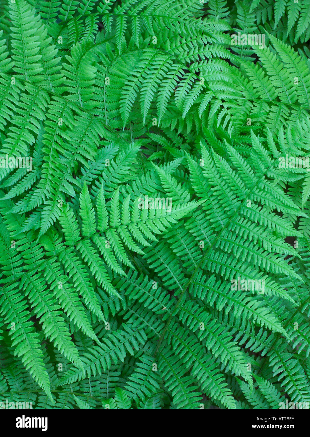 ferns, Savanna Portage State Park, Minnesota Stock Photo