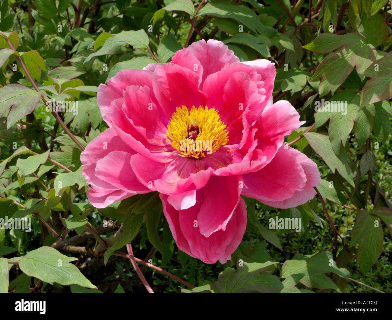 Intriguing Japanese tree peony- an image that captivates with its hidden depths