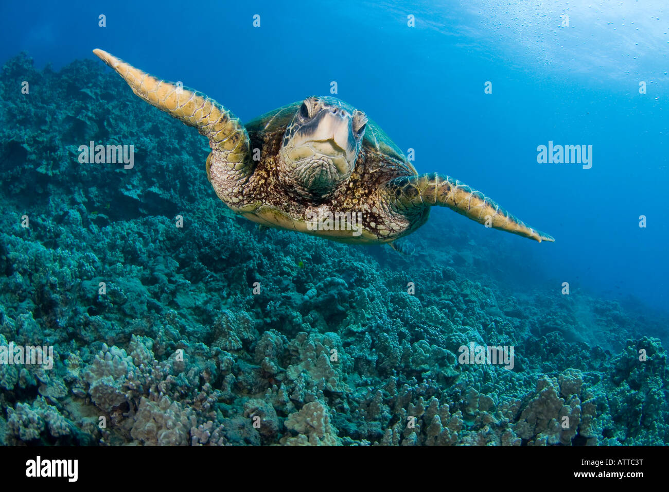Green sea turtle, Chelonia mydas, an endangered species, Hawaii. Stock Photo