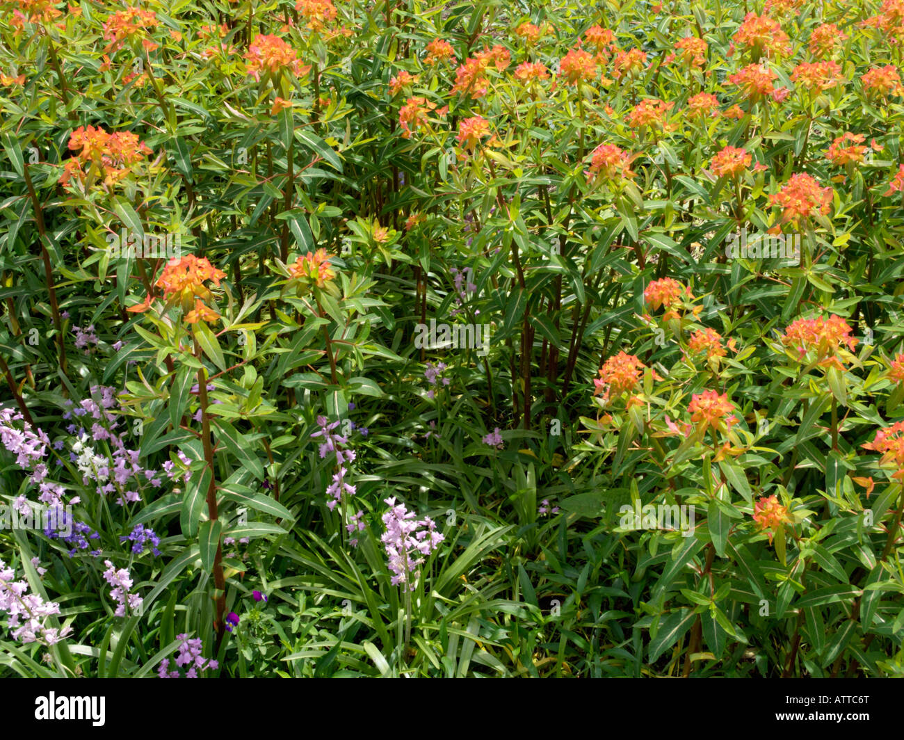 Fireglow spurge (Euphorbia griffithii 'Fireglow' Stock Photo Alamy