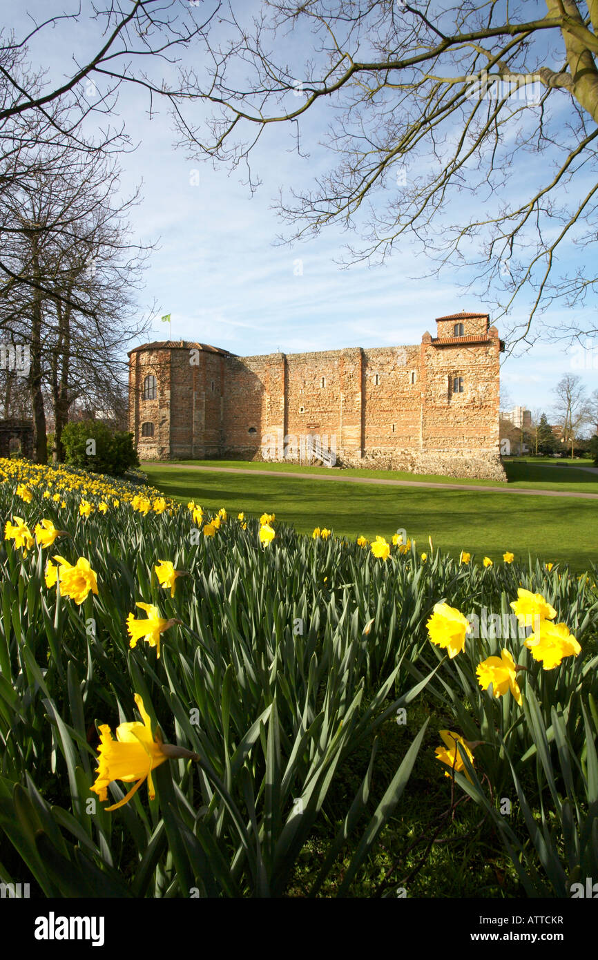 United Kingdom Great Britain England Colchester Essex Castle Museum ...