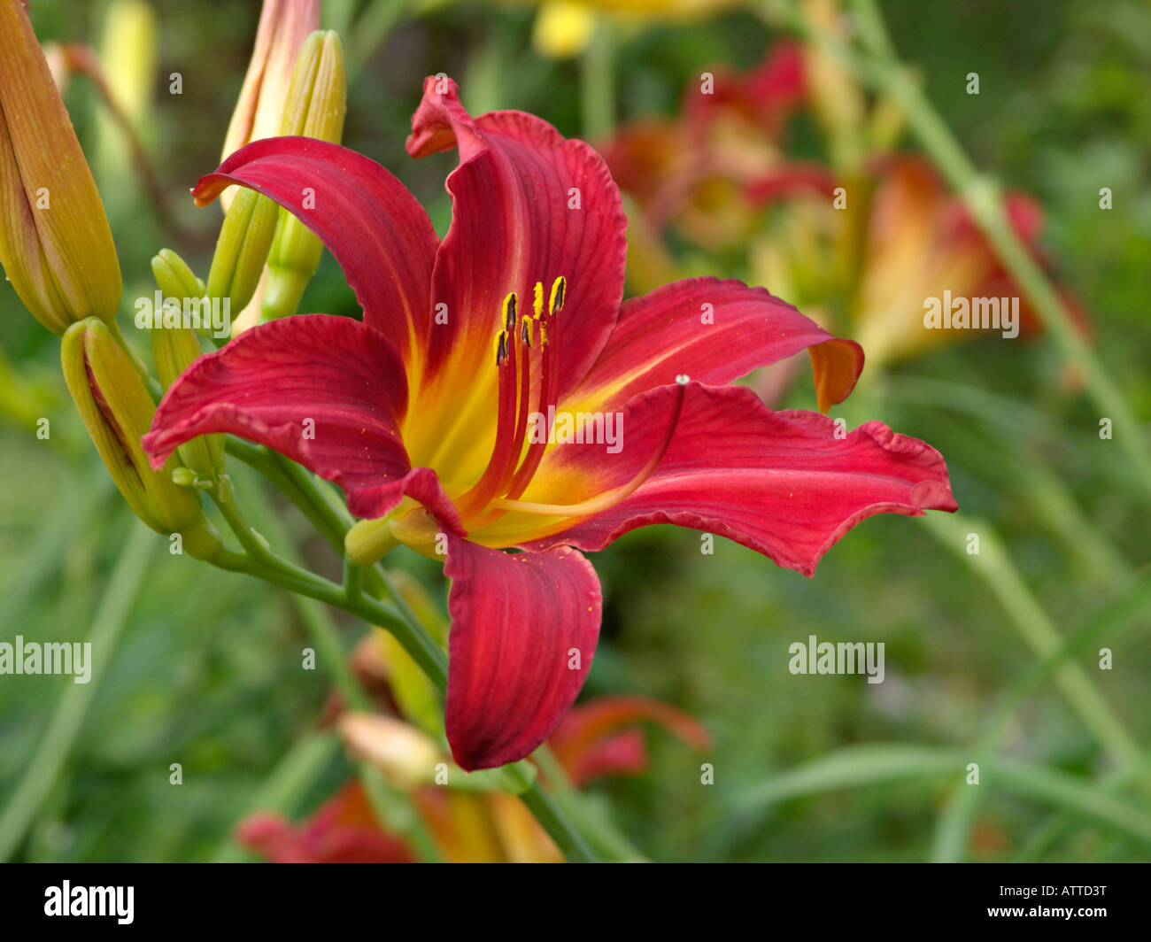 Day lily (Hemerocallis Alan) Stock Photo