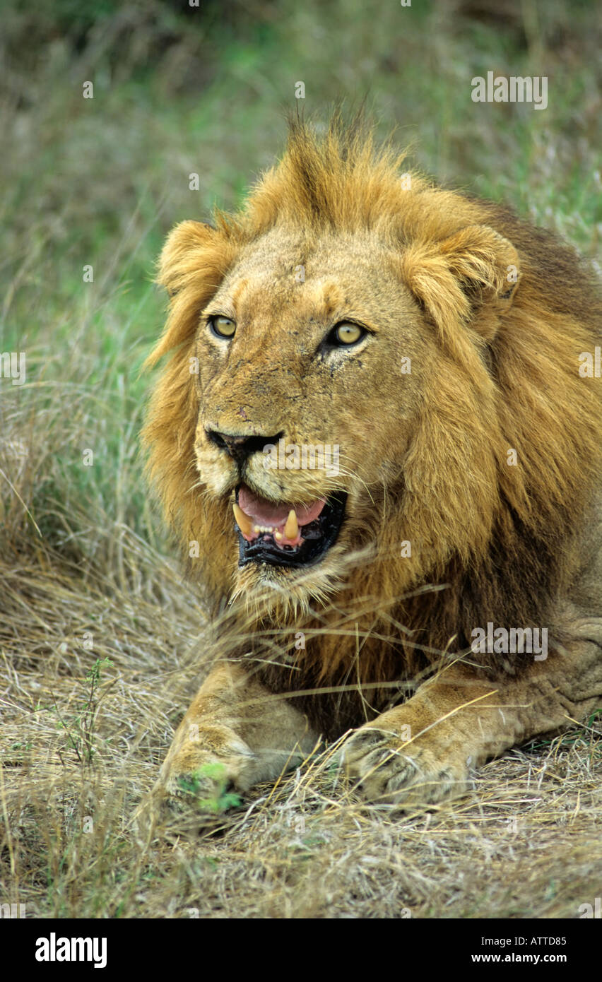 Male south african lion hi-res stock photography and images - Alamy