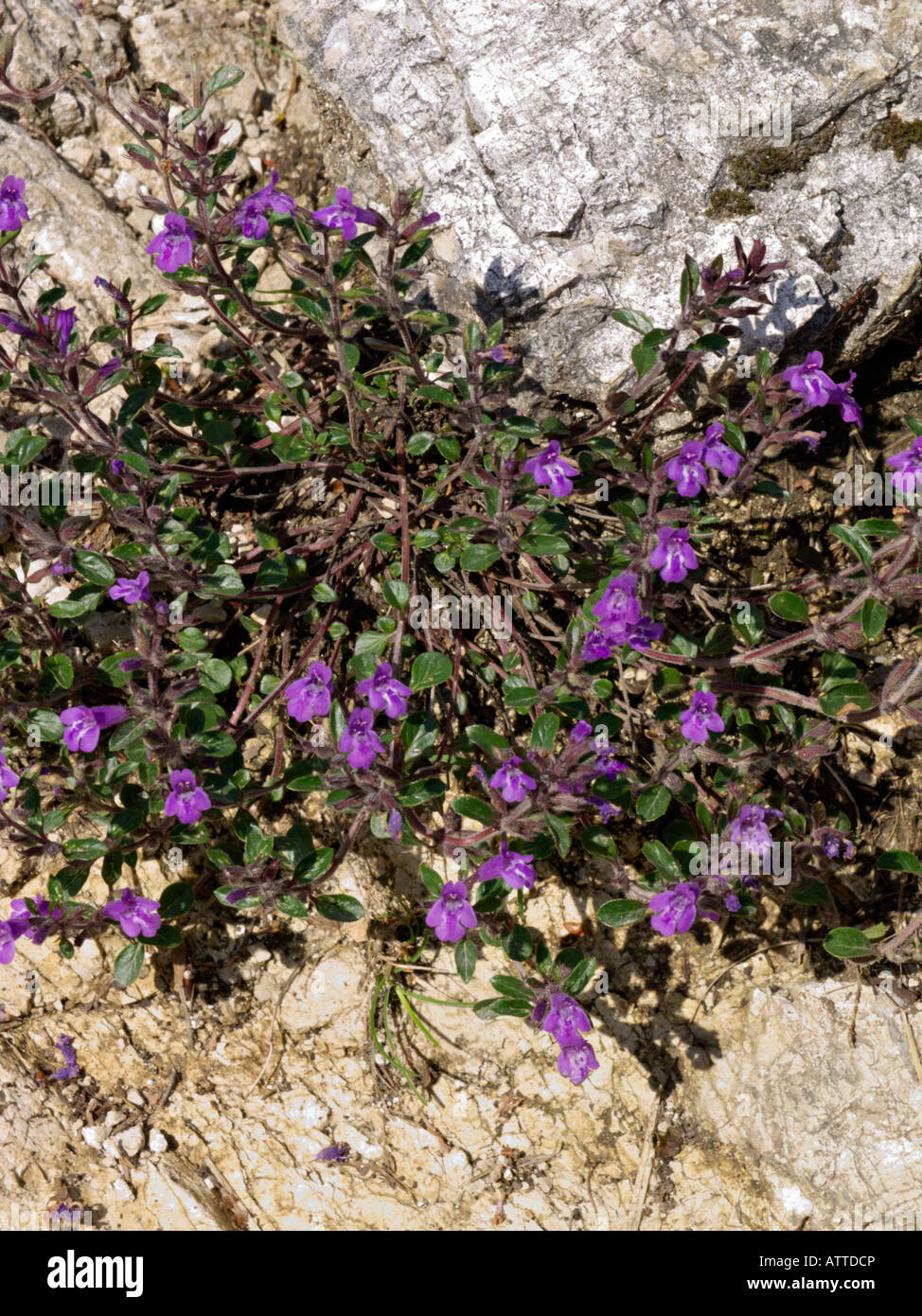 Alpine calaminth (Acinos alpinus syn. Calamintha alpina) Stock Photo