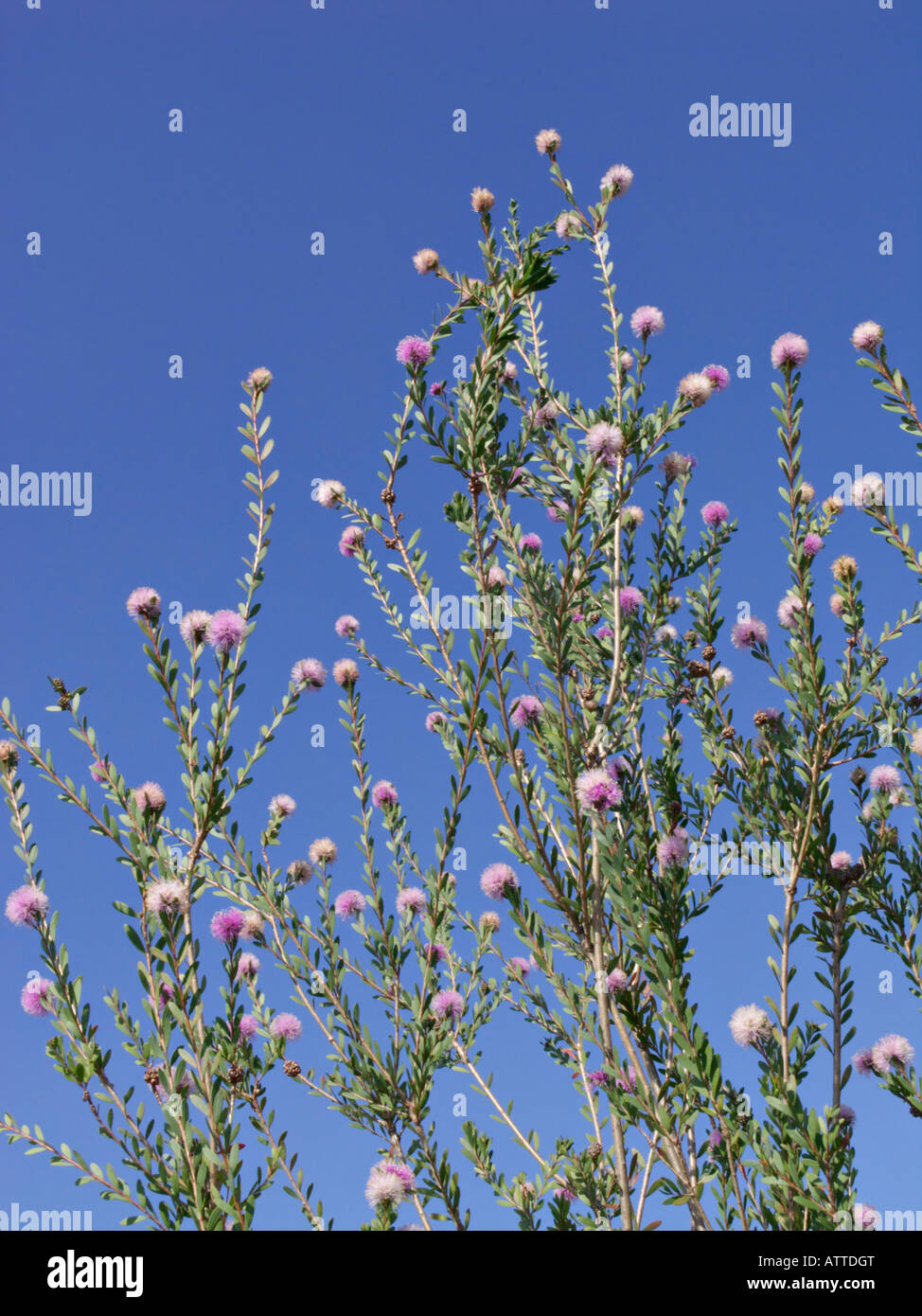 Western tea myrtle (Melaleuca nesophila) Stock Photo