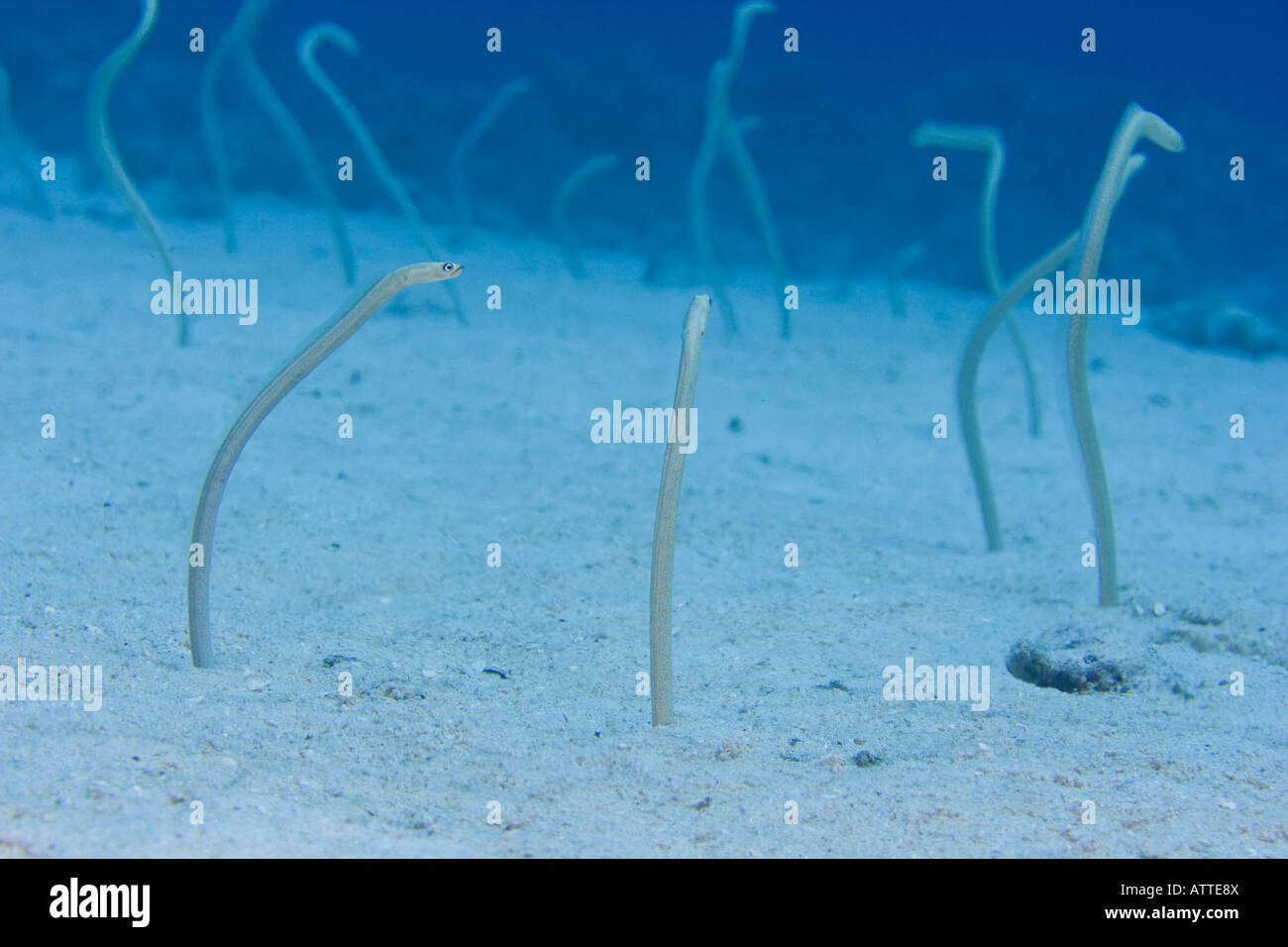 Sand eel hires stock photography and images Alamy