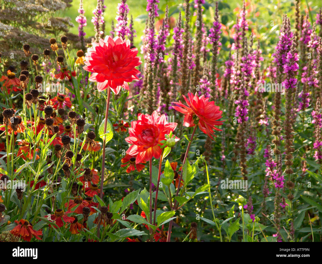 Dahlia garden border hi-res stock photography and images - Alamy