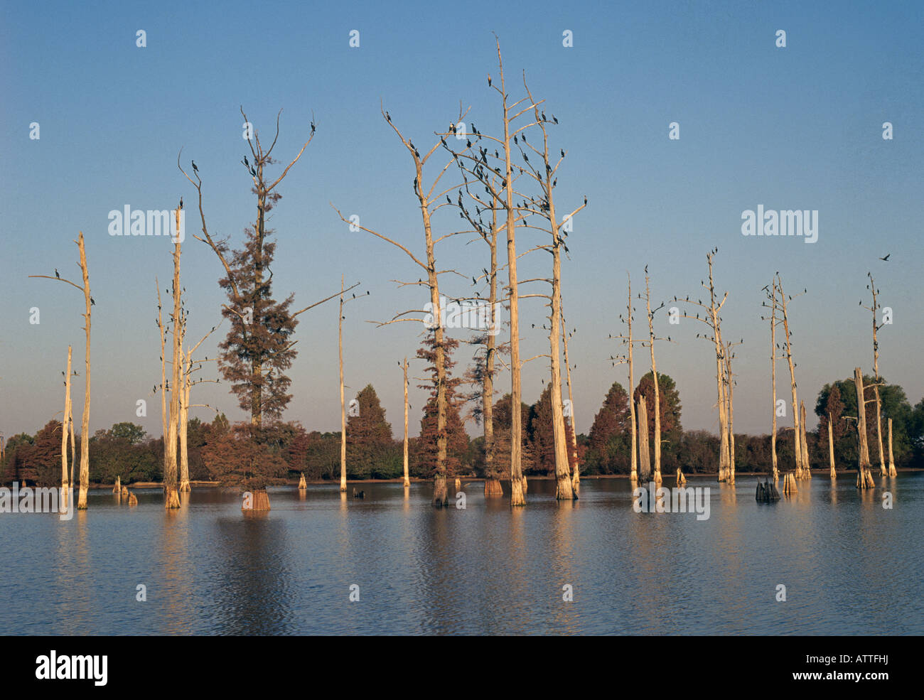 A black cypress swamp in which the trees are covered with nesting cormorant birds Stock Photo