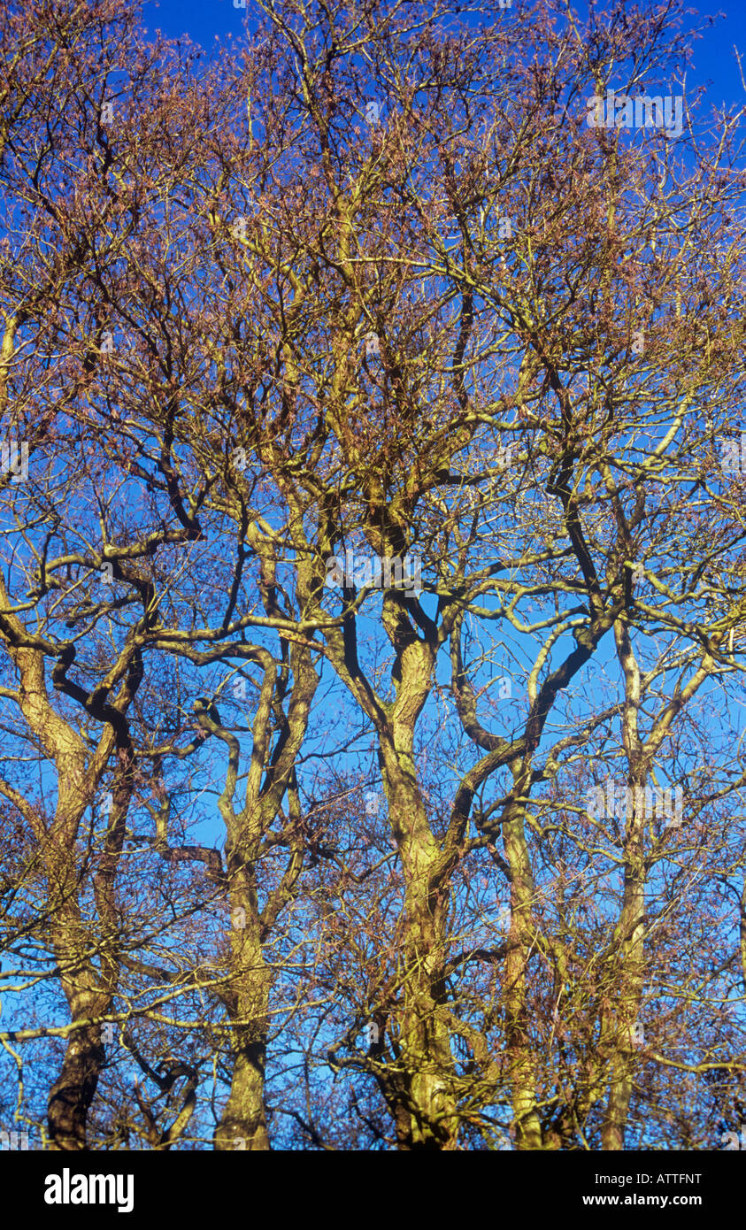 Five twisted trunks of Common alder trees fighting for space and bearing lilac or purple male catkins against clear blue sky Stock Photo
