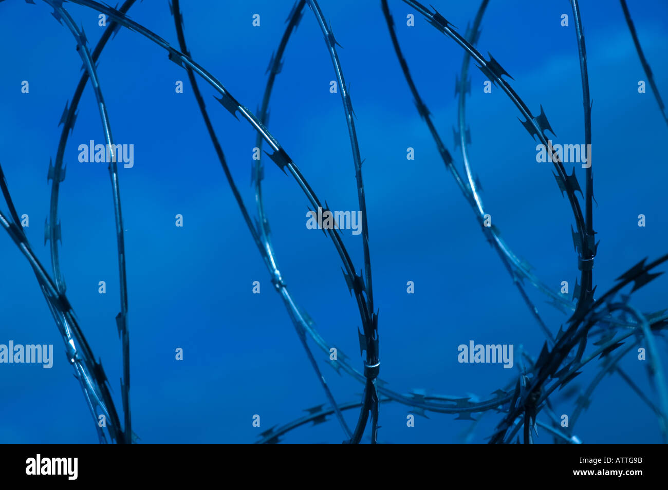 Wire snare trap hires stock photography and images Alamy