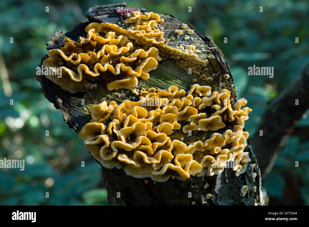 Fungi Growing on a Dead Tree in Woodland Stock Photo - Alamy