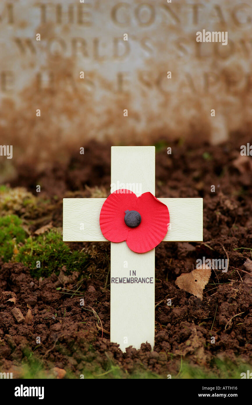 A simple poppy at a grave after an Armistice Day Service in Exeter, Devon UK Stock Photo
